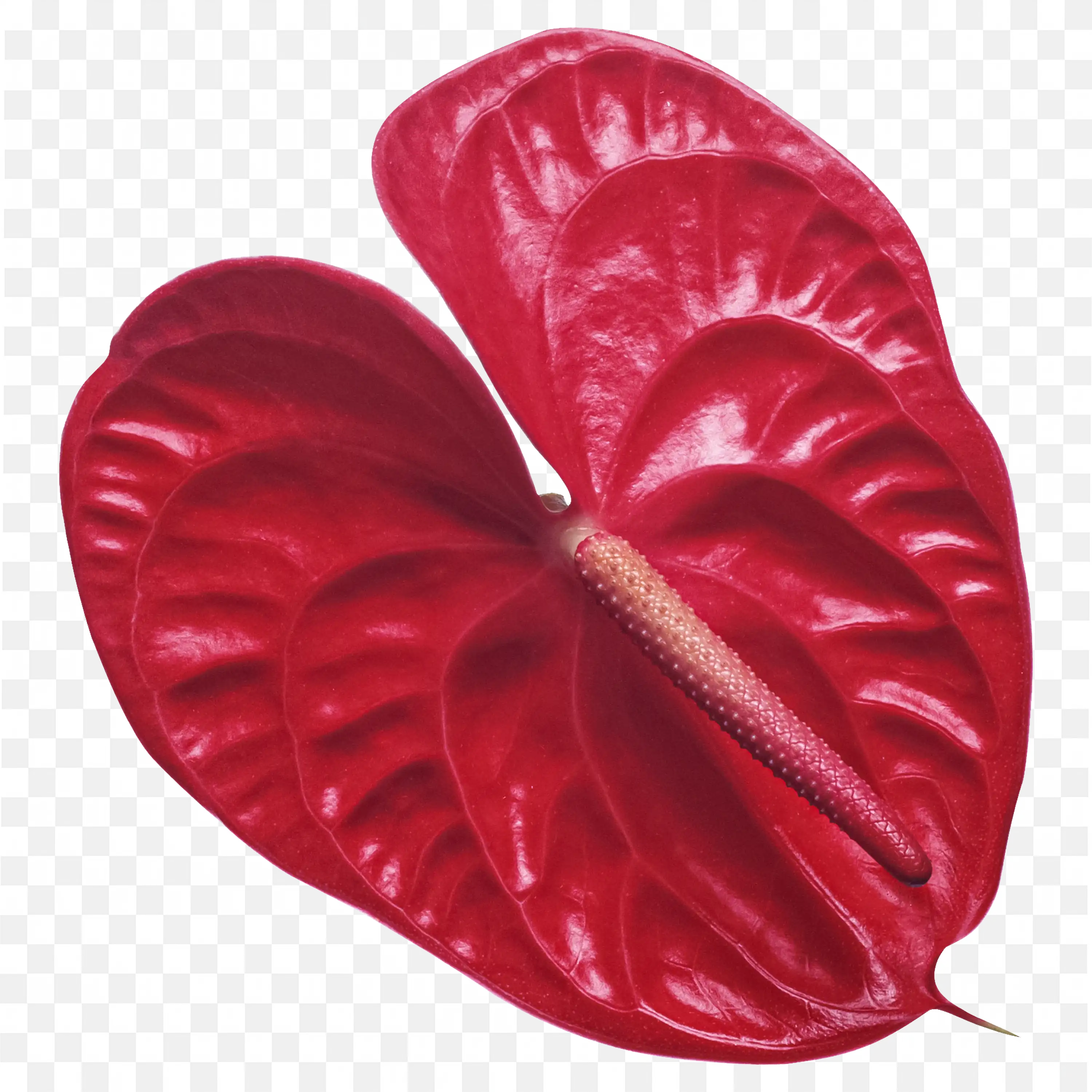 Red Anthurium Flower Heart Shape PNG Clipart Art Download