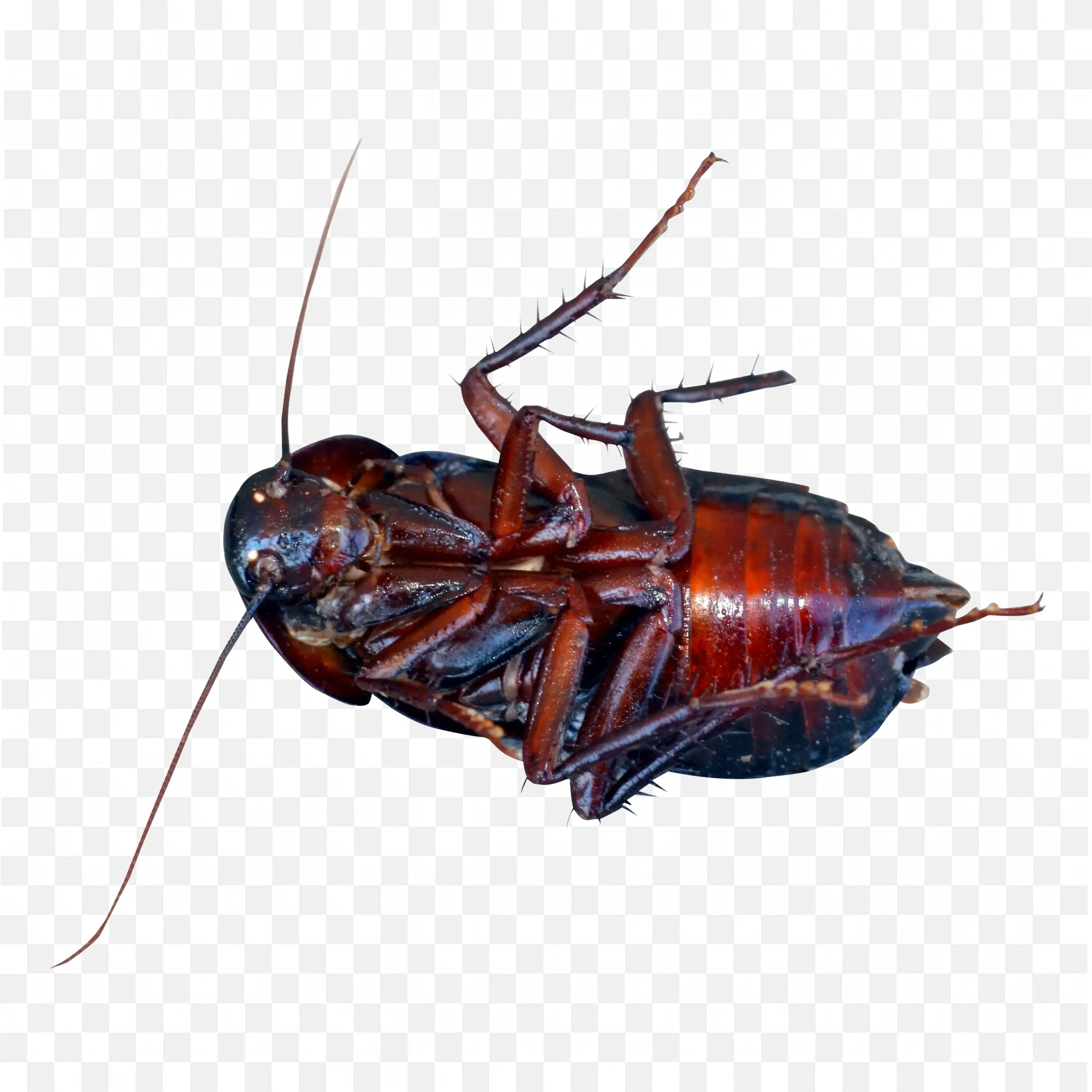 Red and Black Cockroach Bug Detailed Transparent PNG