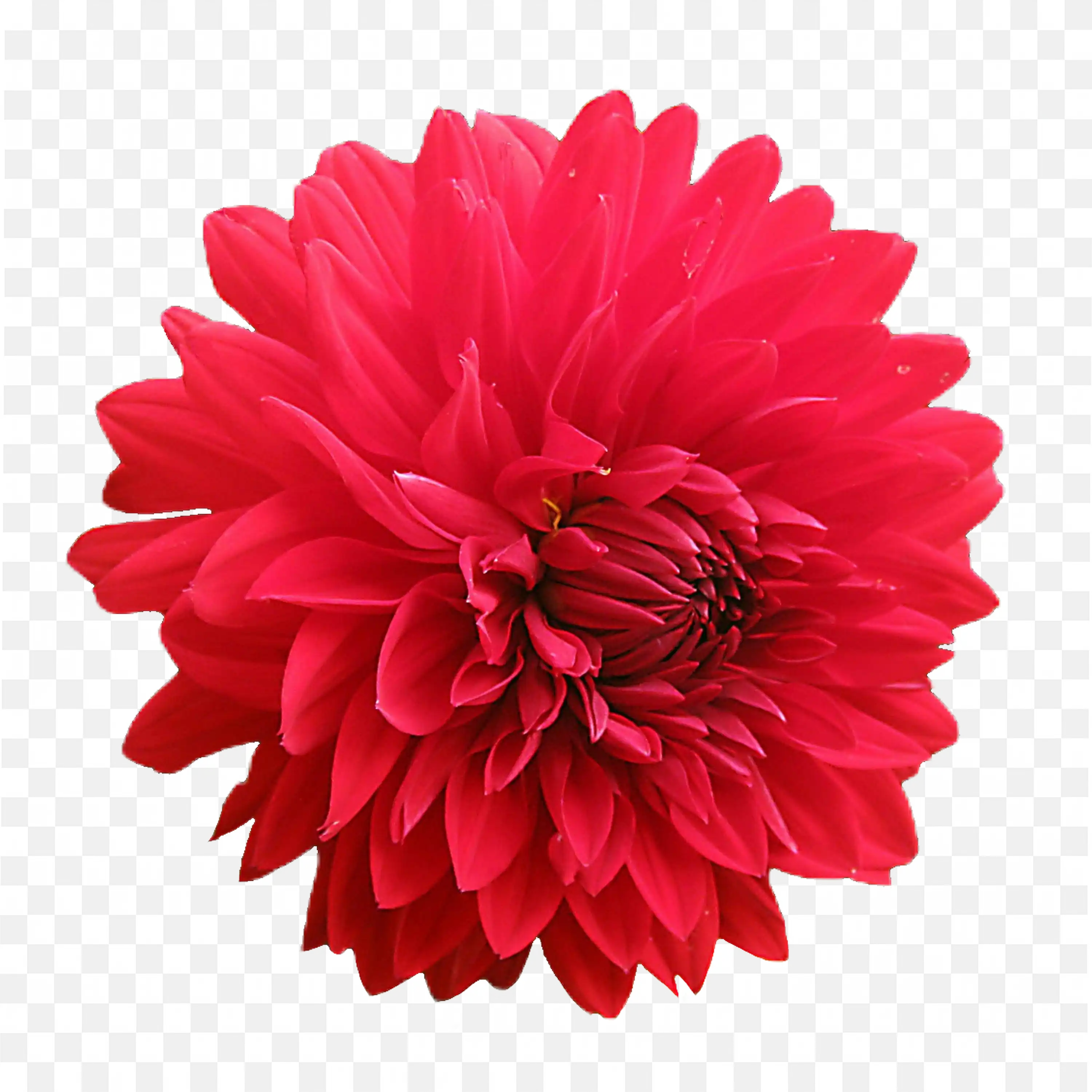 Red Dahlia PNG Flower Nature Bloom Clip Art Floral Design