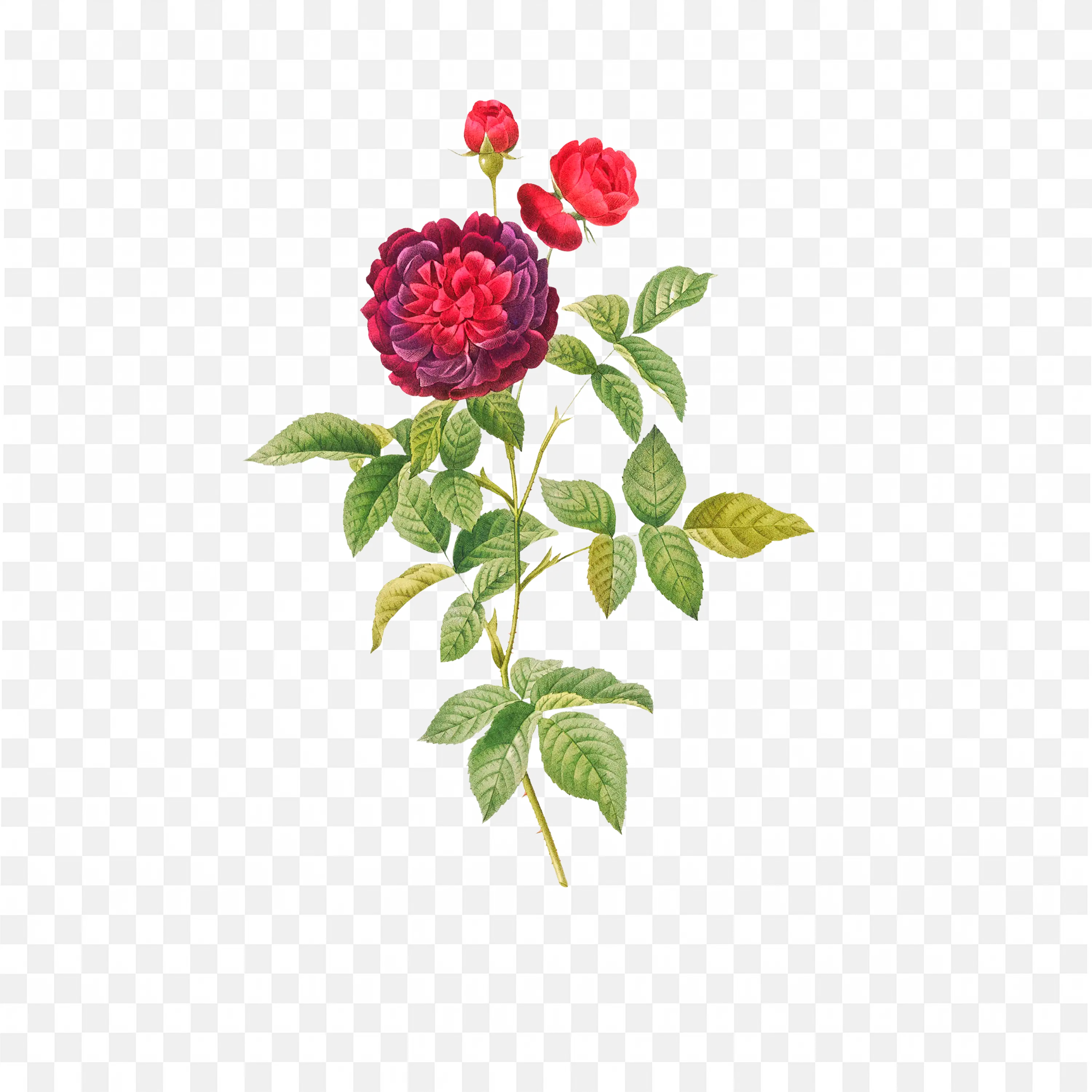 Red Dahlia PNG Nature Botanical Flower Art Clip Scene Design