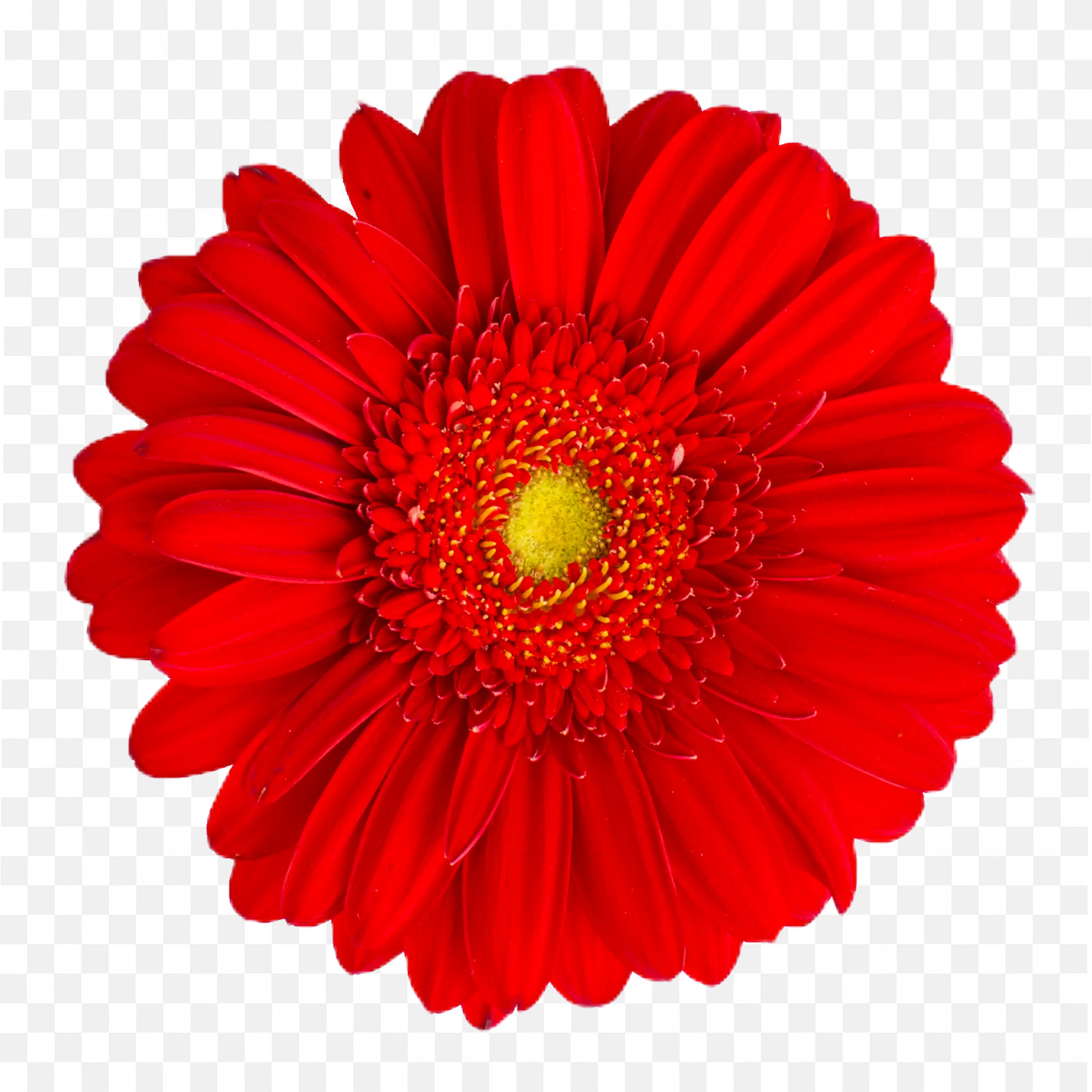 Red Daisy PNG Nature Bloom Flower Art Clip Scene Design