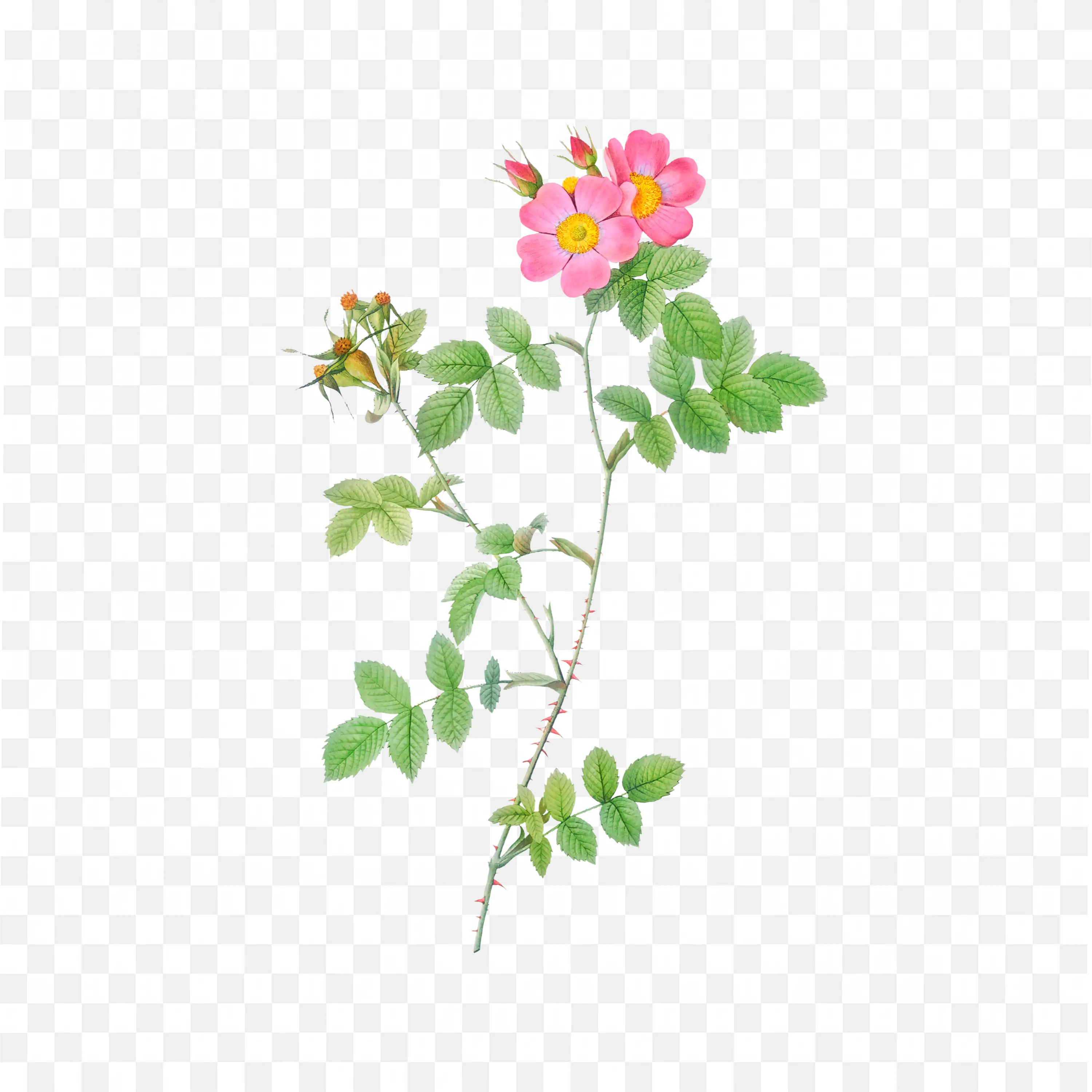 Red Flower Stem with Green Leaves Watercolor Floral Design