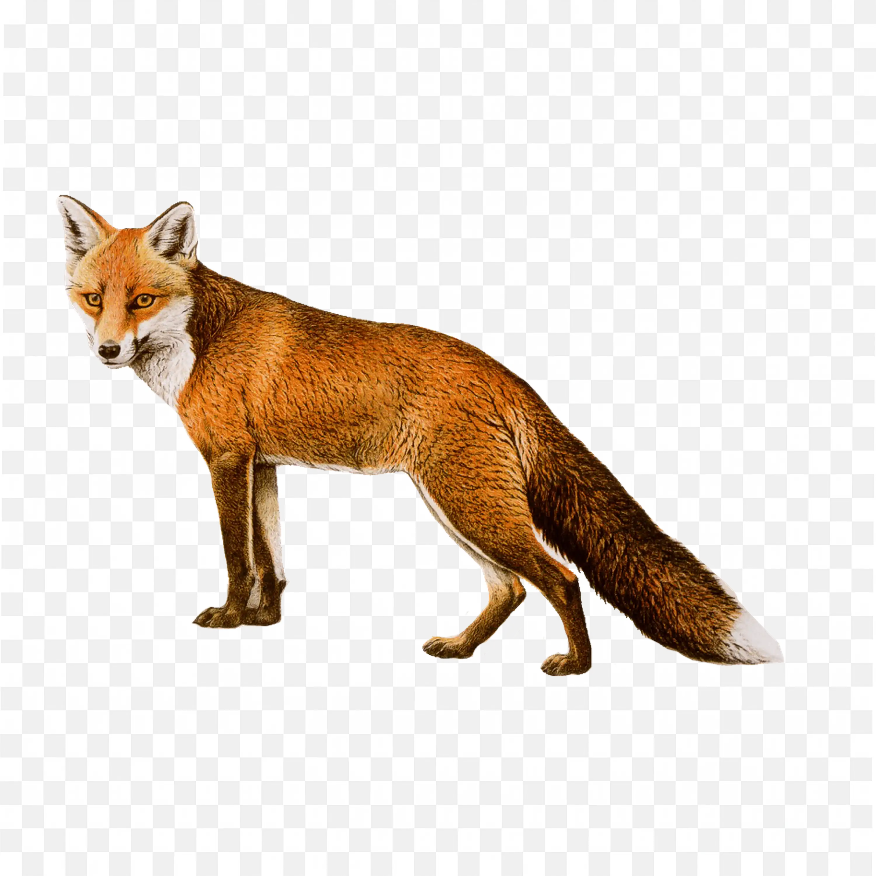 Red Fox Clip Art Standing Wildlife Nature Woodland Animal PNG