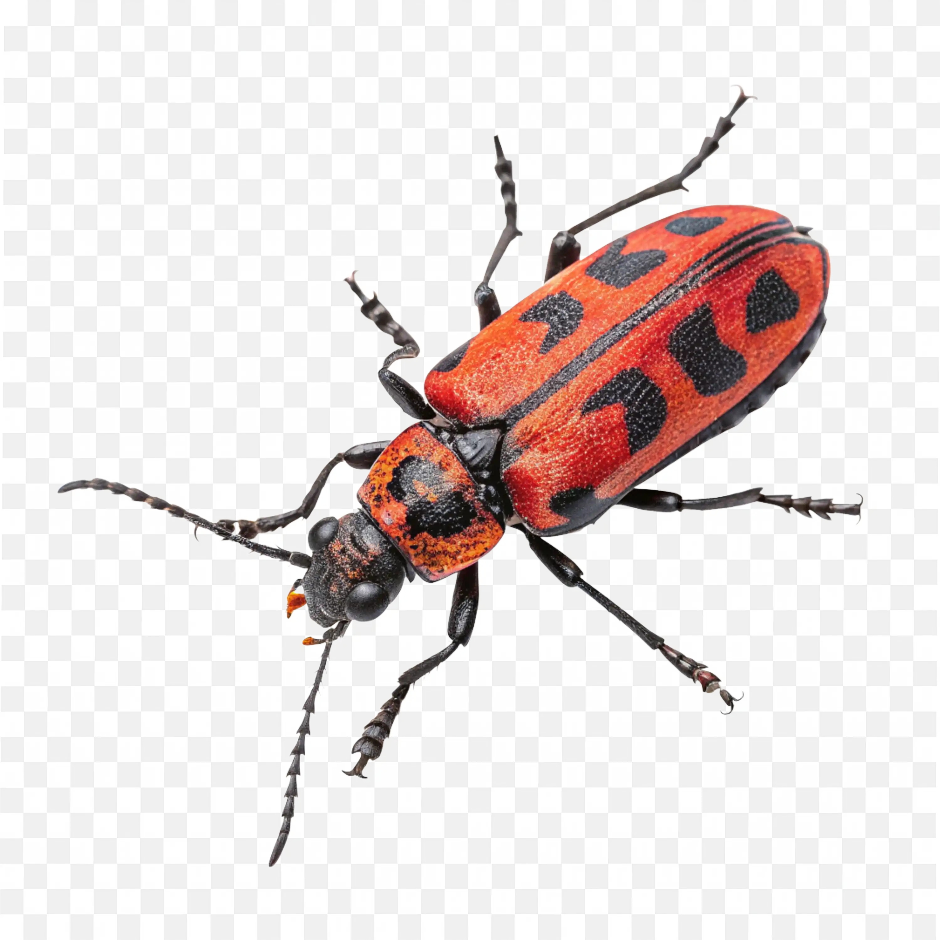 Red Ladybug Beetle PNG Realistic Insect Wildlife Clipart