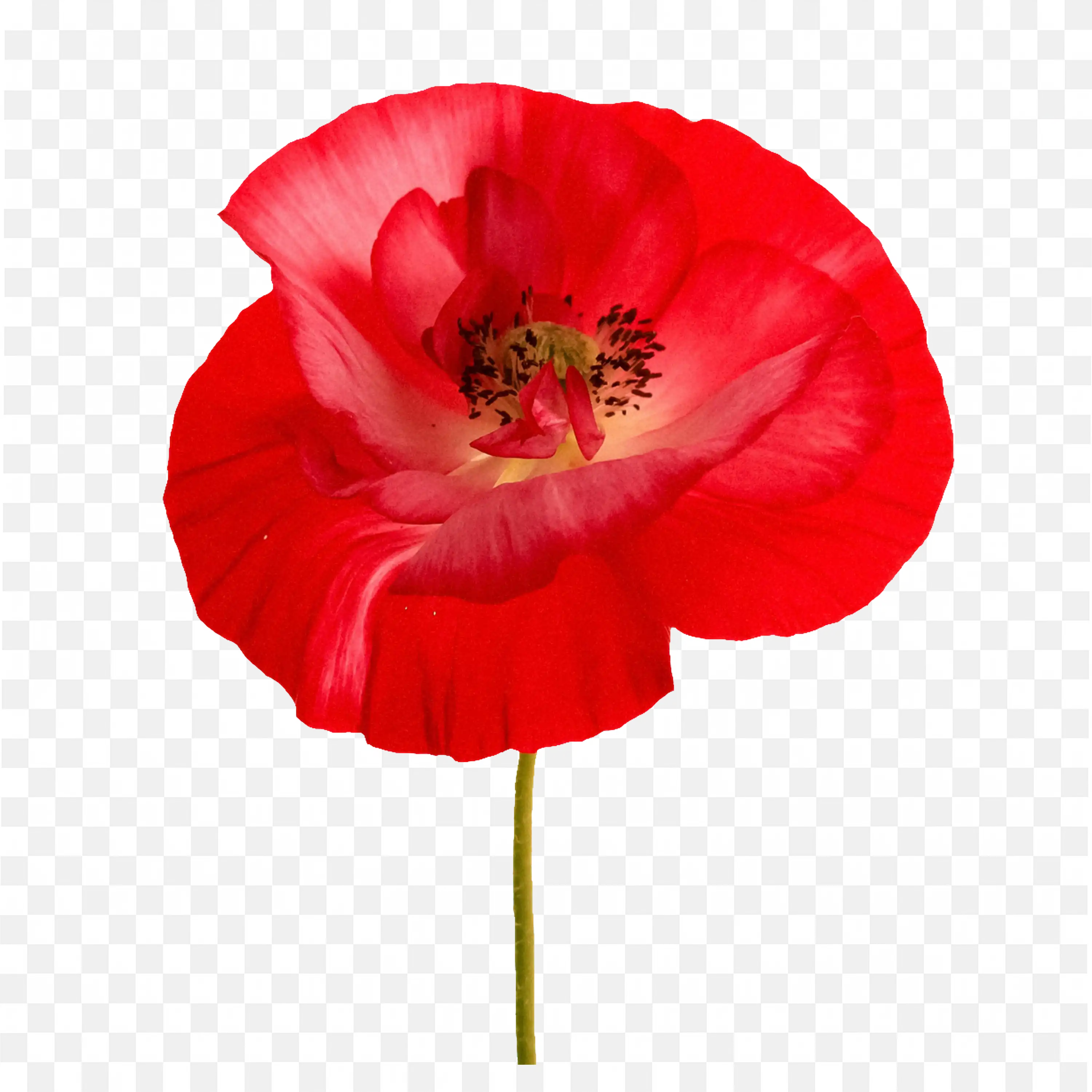 Red Poppy PNG Nature Flower Bloom Art Design Clip Graphic