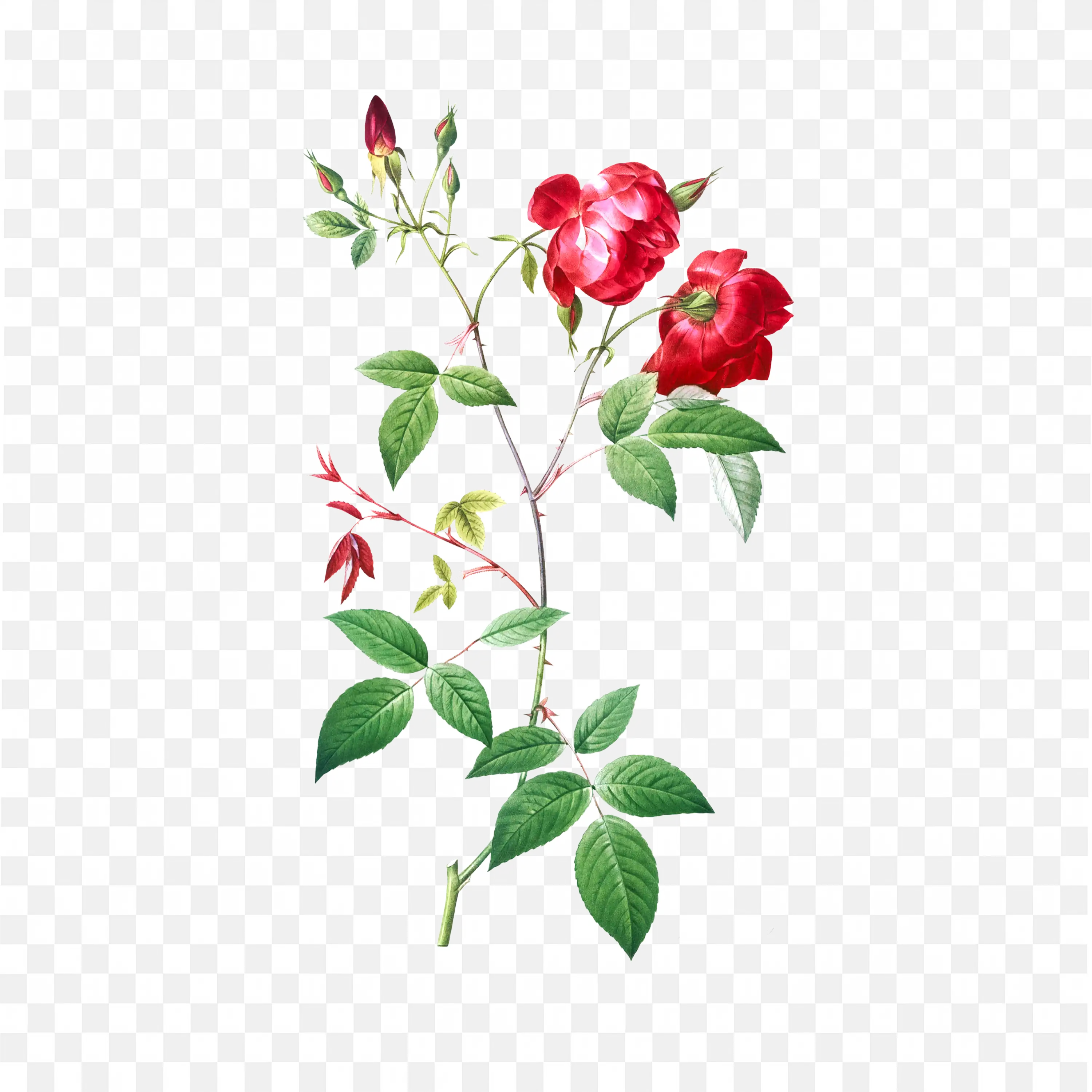 Red Rose Blooming on Stem with Leaves Nature Illustration