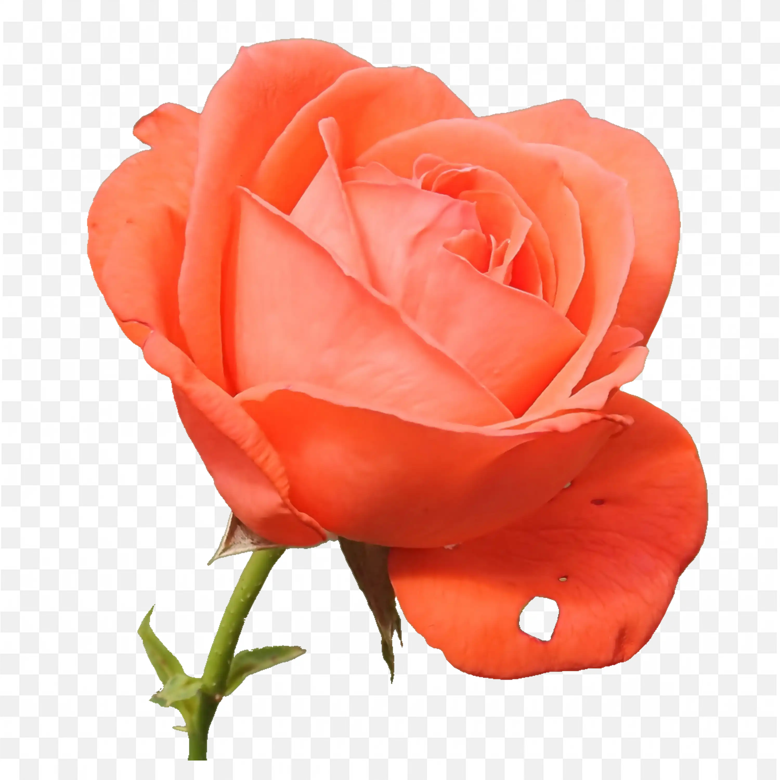 Red Rose PNG Flower Nature Bloom Petal Clip Art Design
