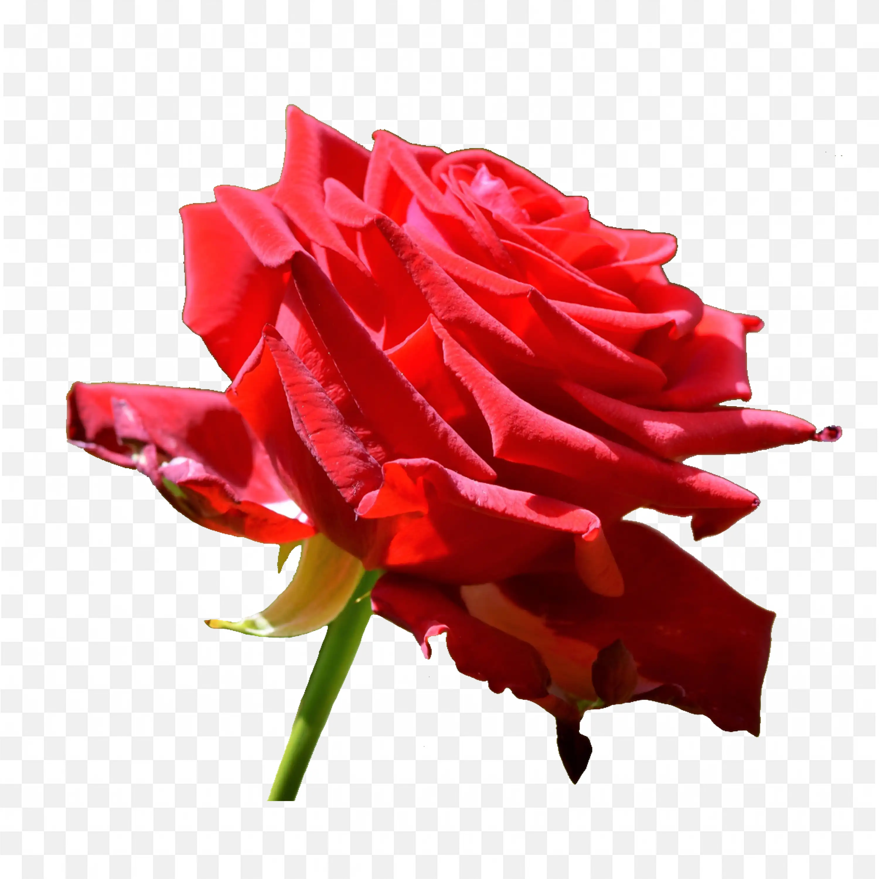 Red Rose PNG Nature Clip Art Bloom Flower Closeup Macro View