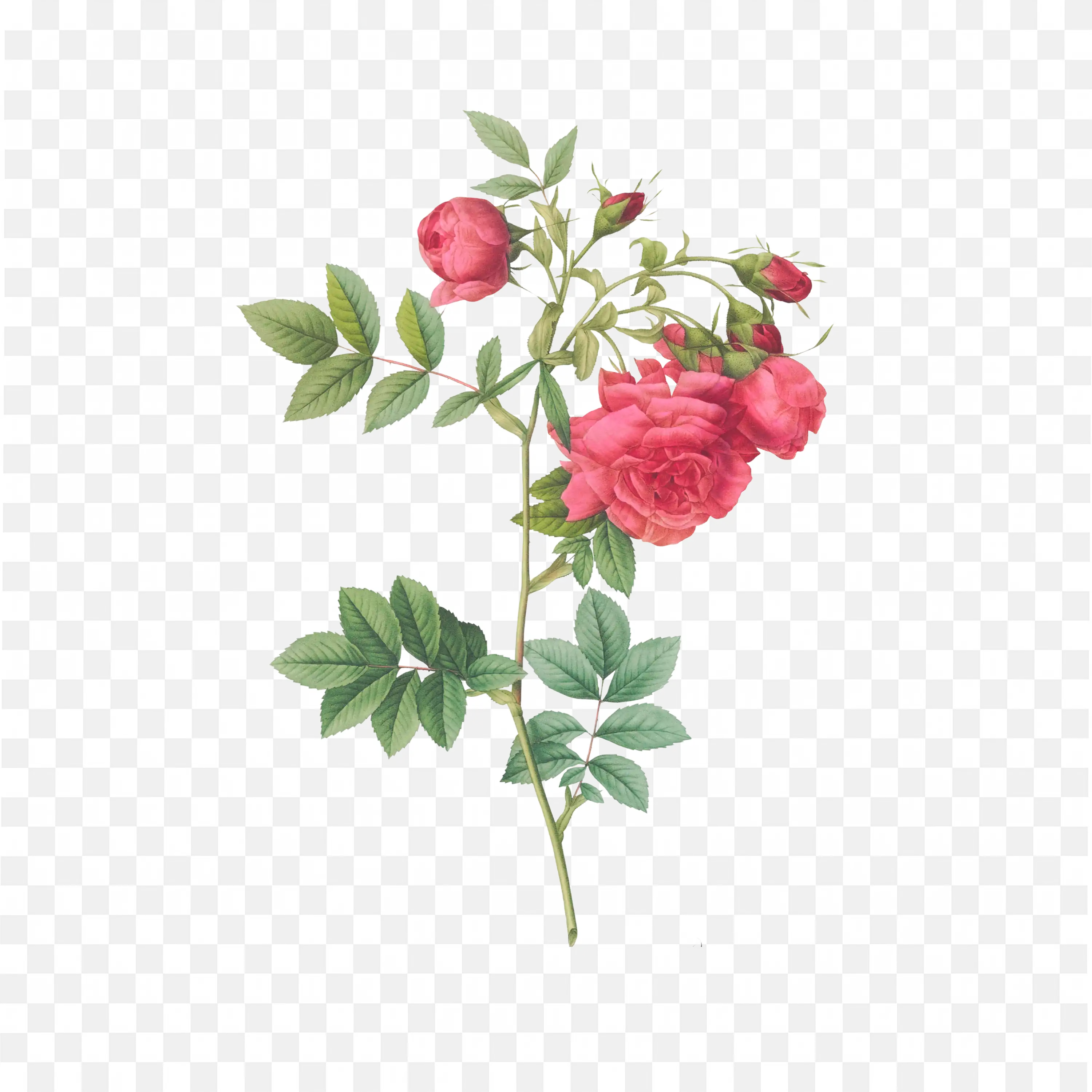 Red Rose PNG Nature Art Floral Botanical Garden Scene Design