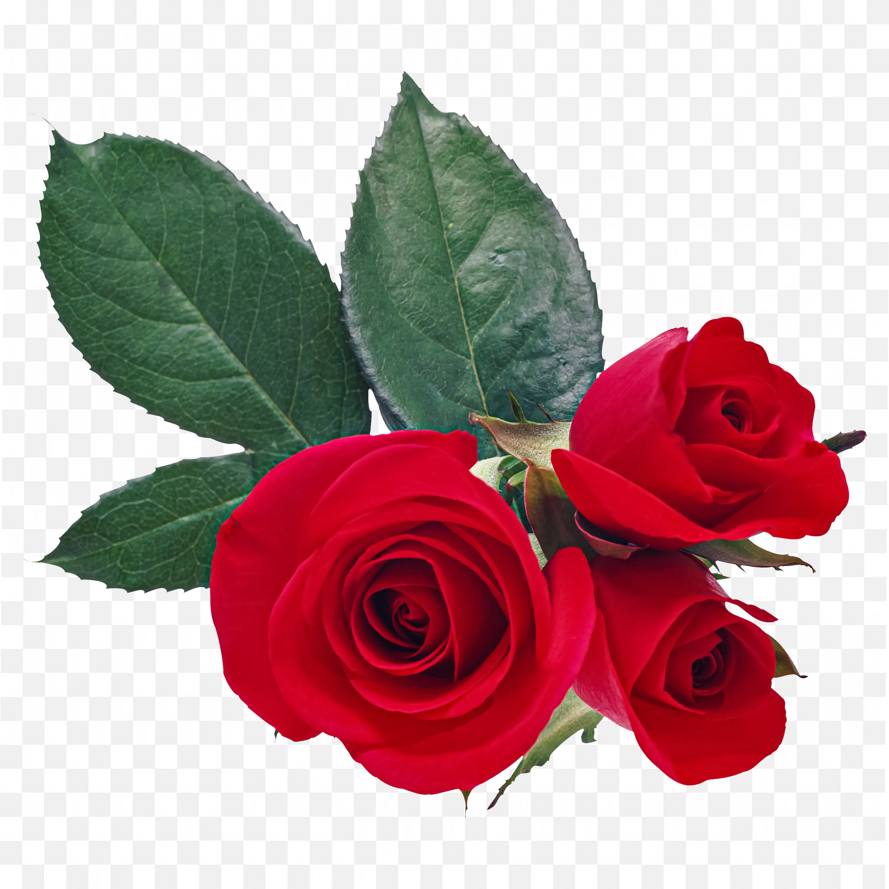 Red Roses with Green Leaves PNG Clipart Art Download