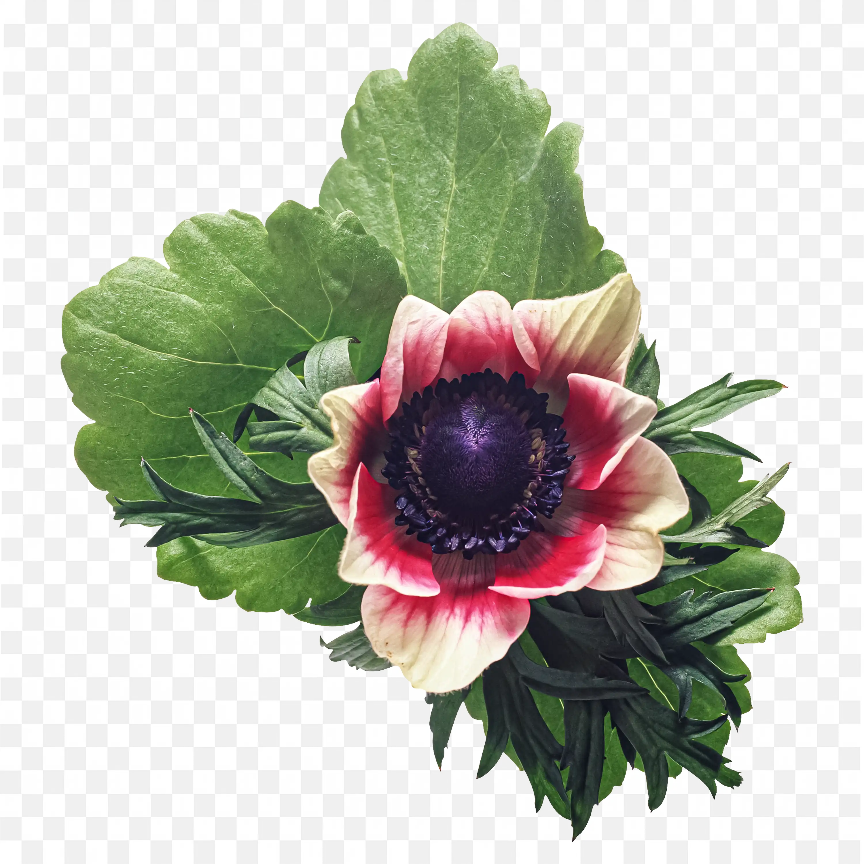 Red and White Bloom with Green Leaves PNG Image