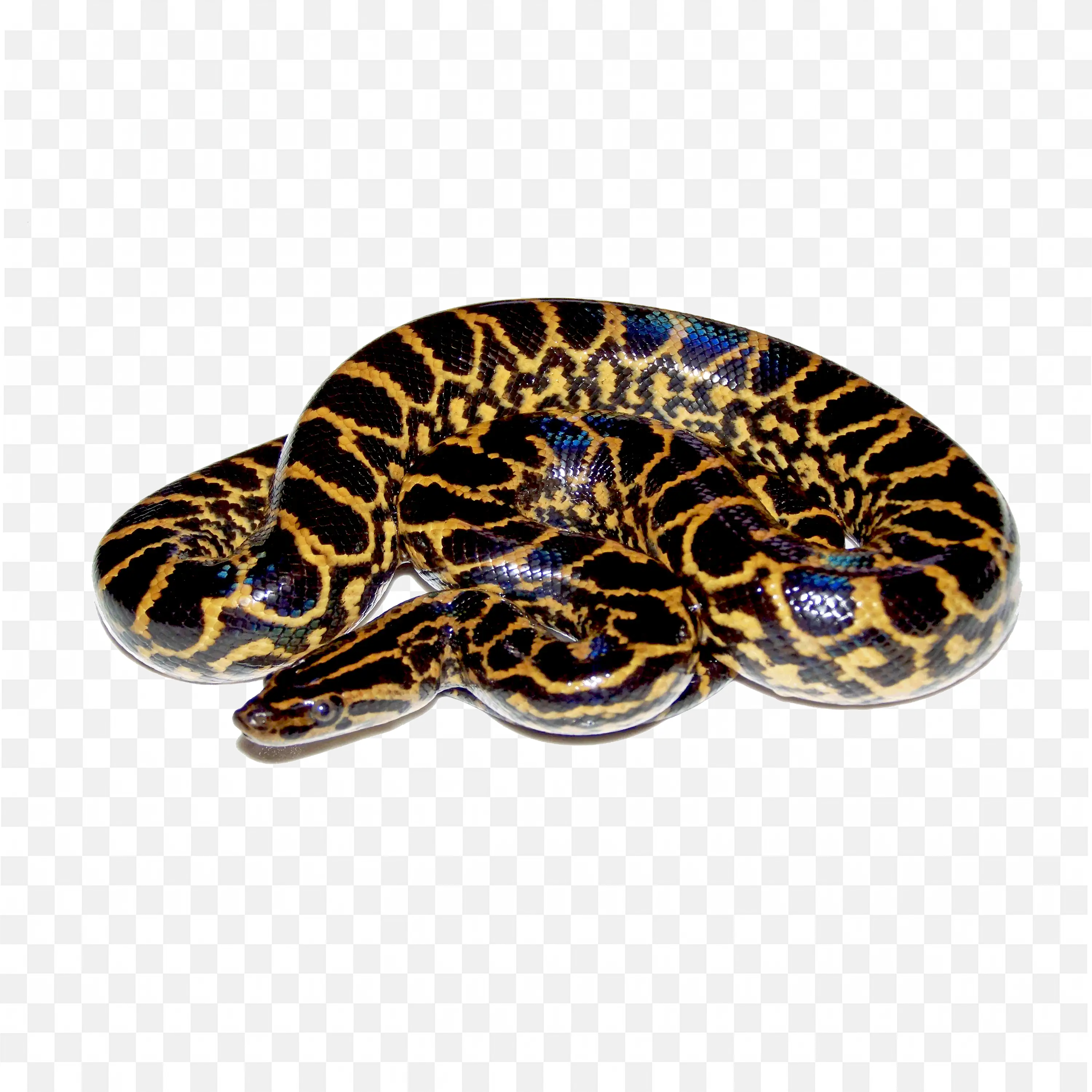 Resting Python PNG Nature Clip Art Large Snake Curled Up