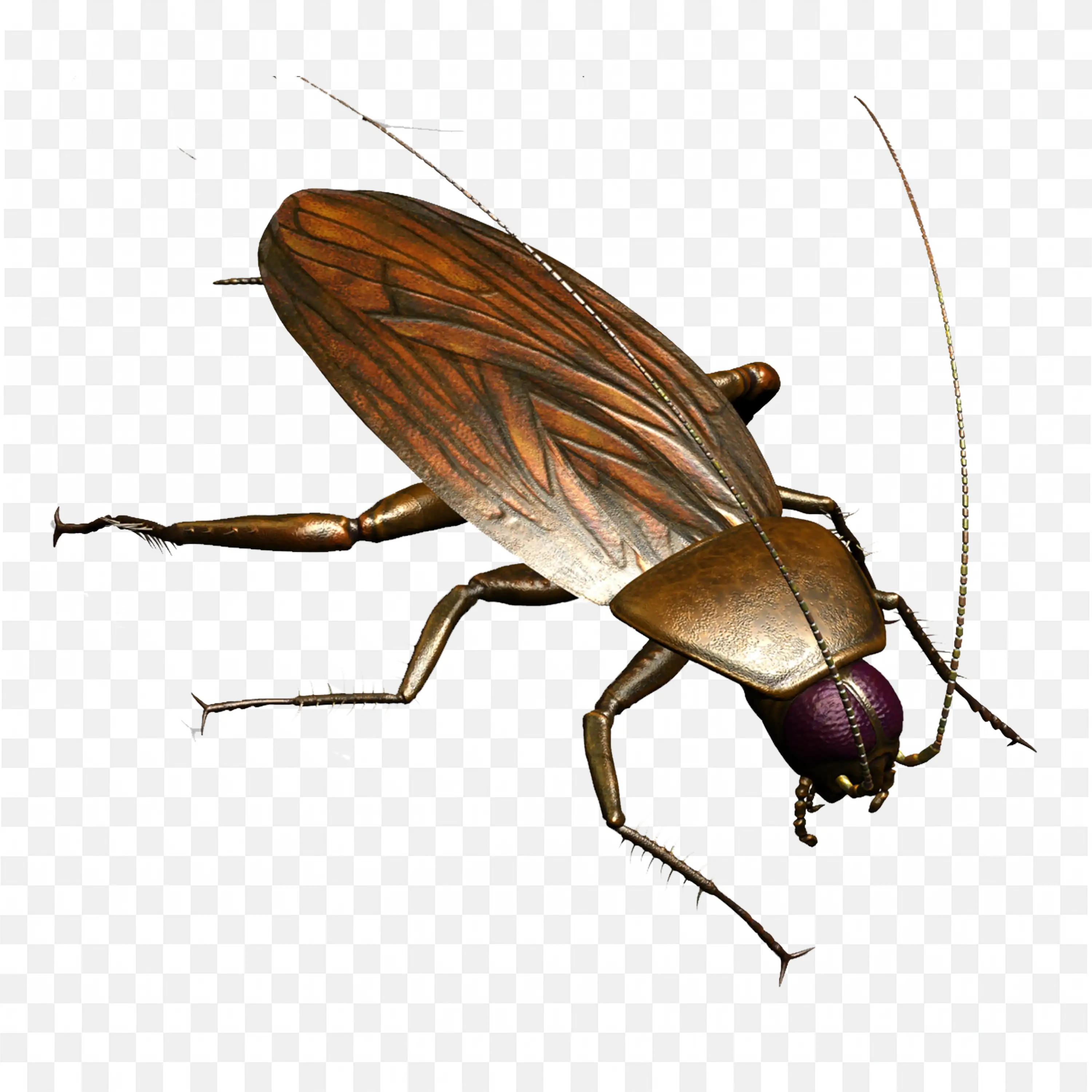 Roach Crawling with Bent Legs Side View Transparent PNG