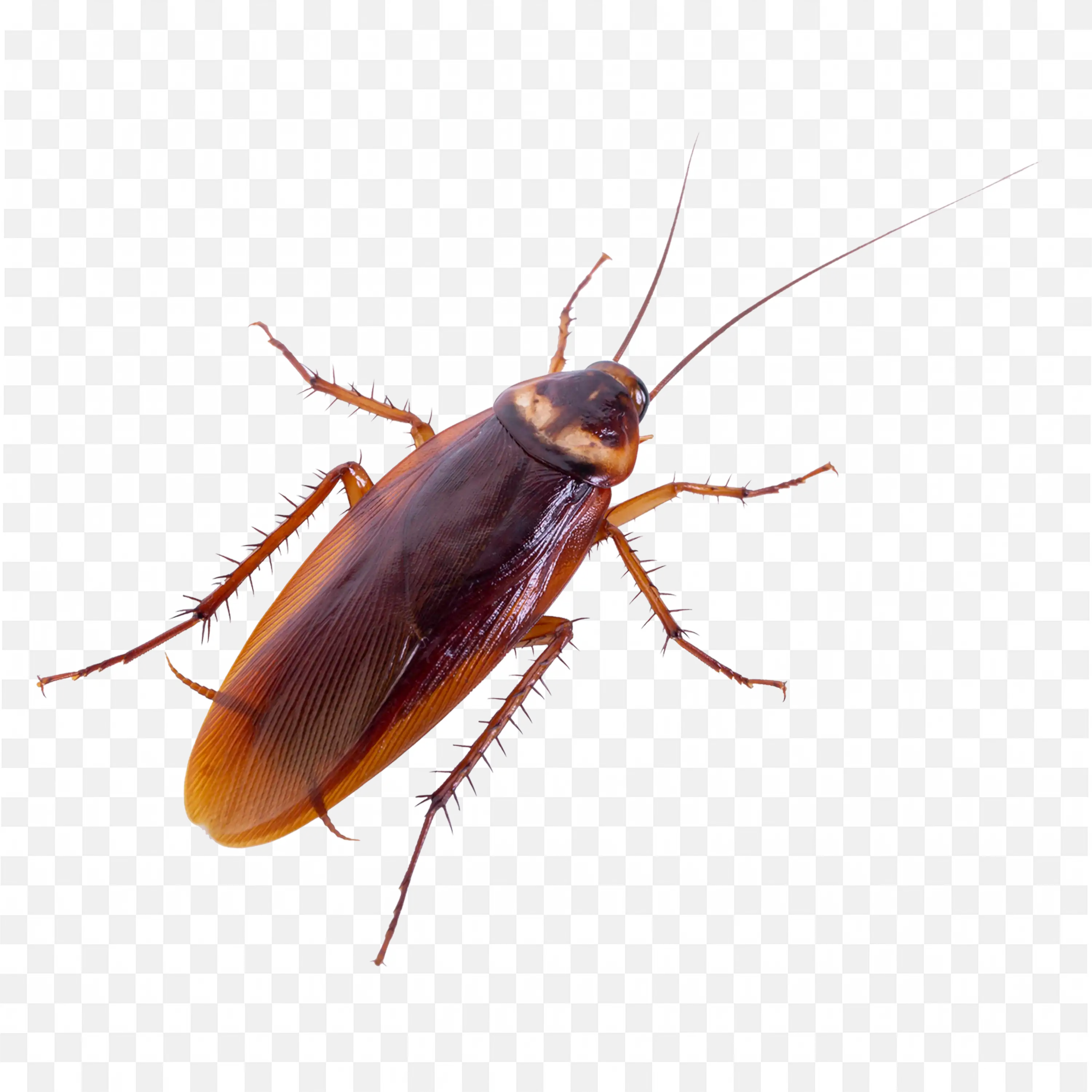 Roach Crawling Forward Closeup Transparent PNG File