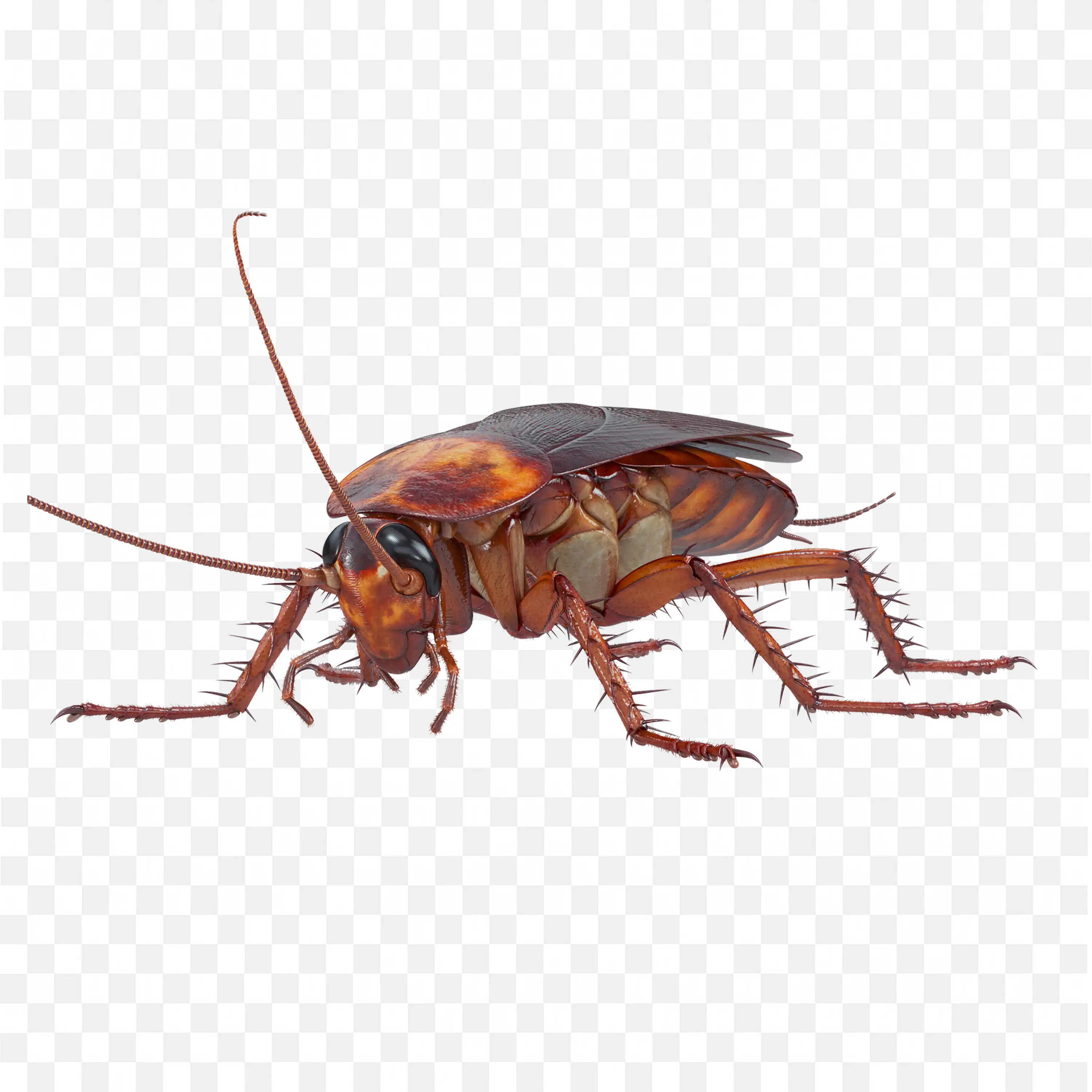 Roach in Walking Pose Side View Legs Spread PNG