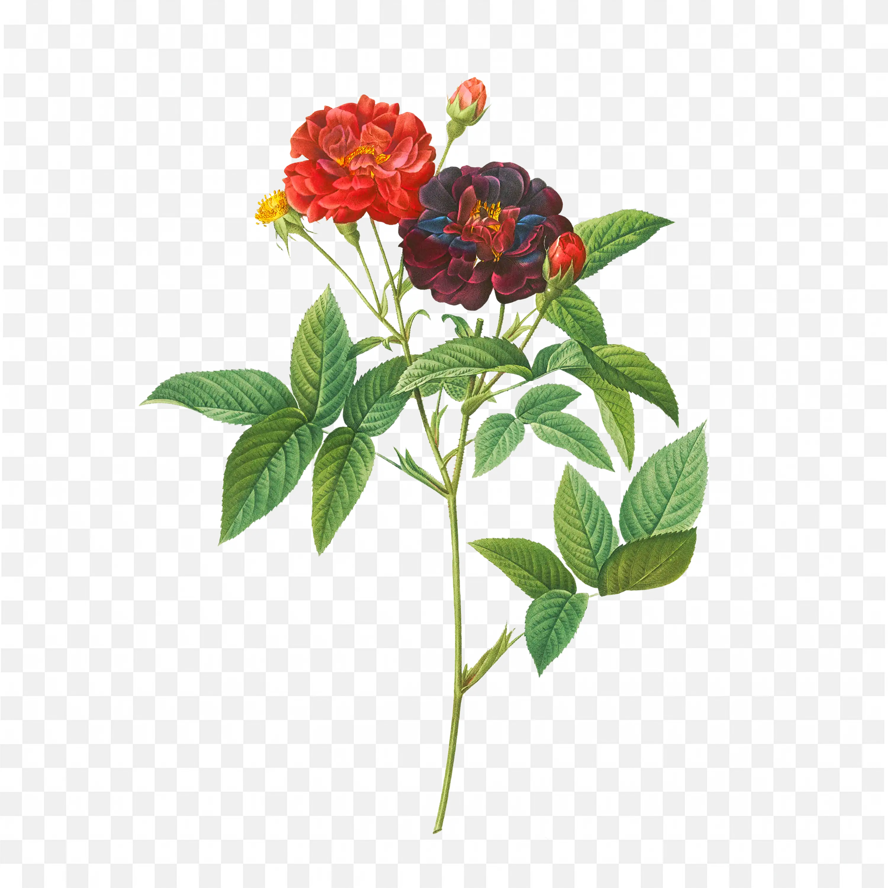 Rosa Gallica Purpurea Velutina Parva Flower Art Download PNG