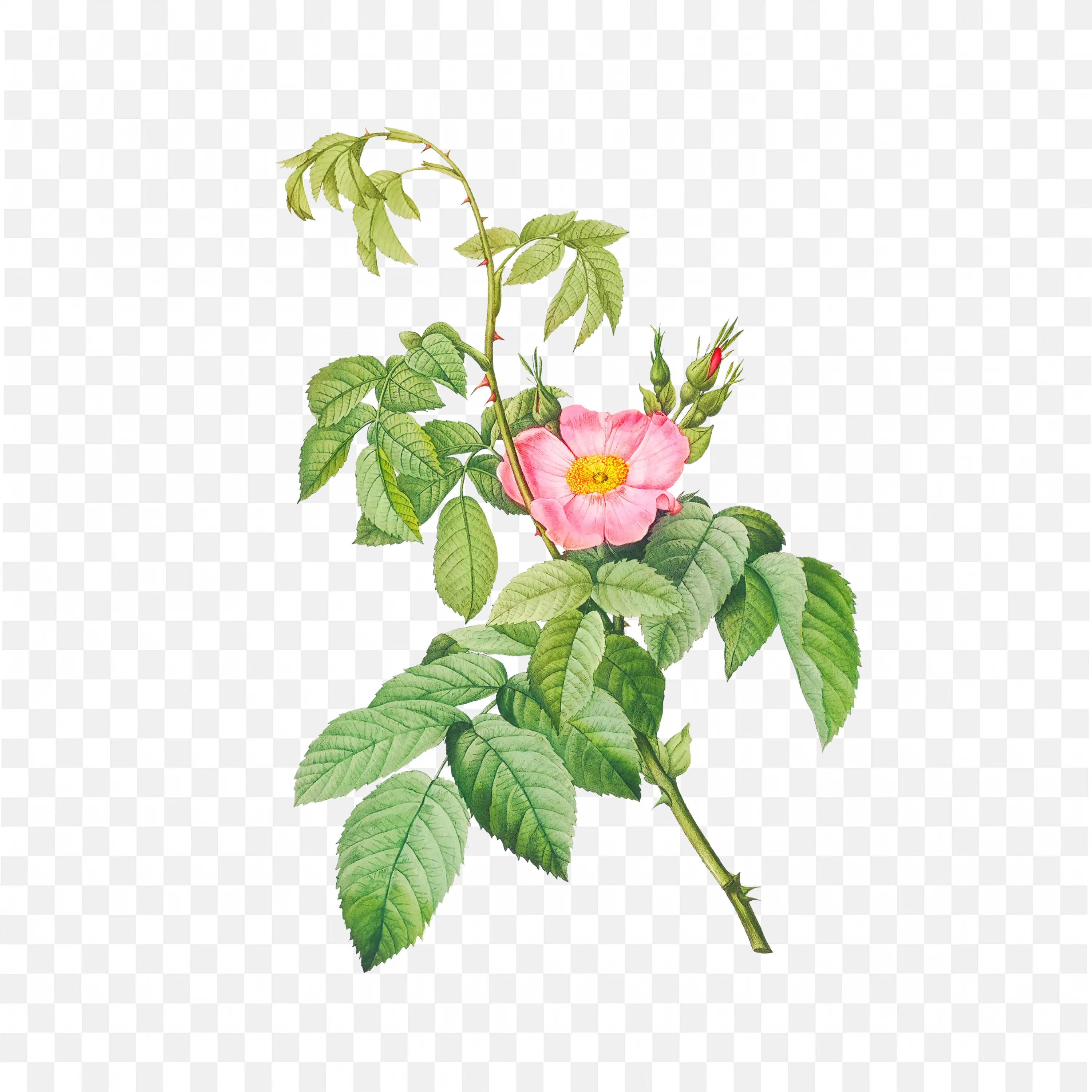Rosa Villosa Illustration Single Apple Rose Botanical Art