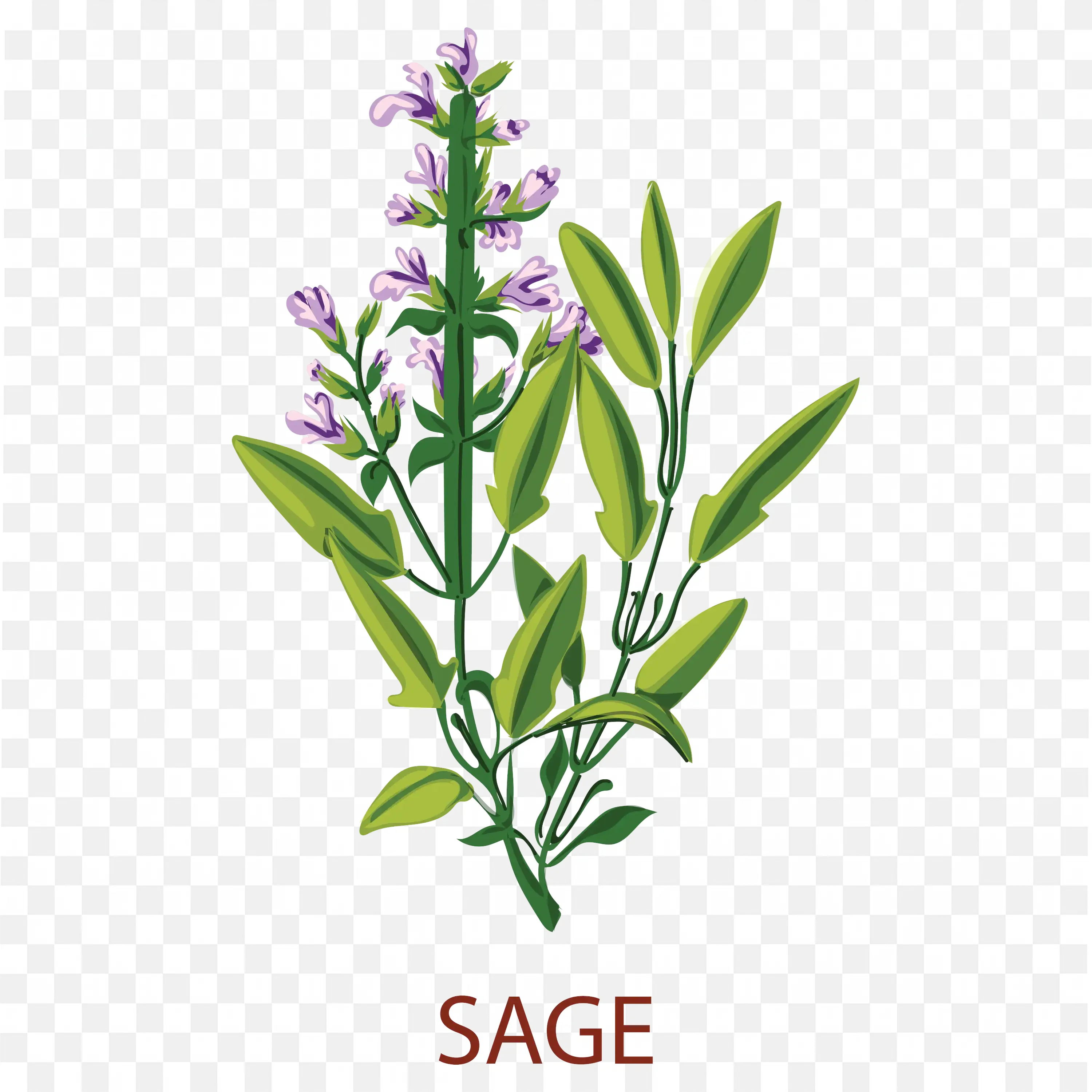 Sage Herb Plant Drawing Style Transparent Botanical PNG