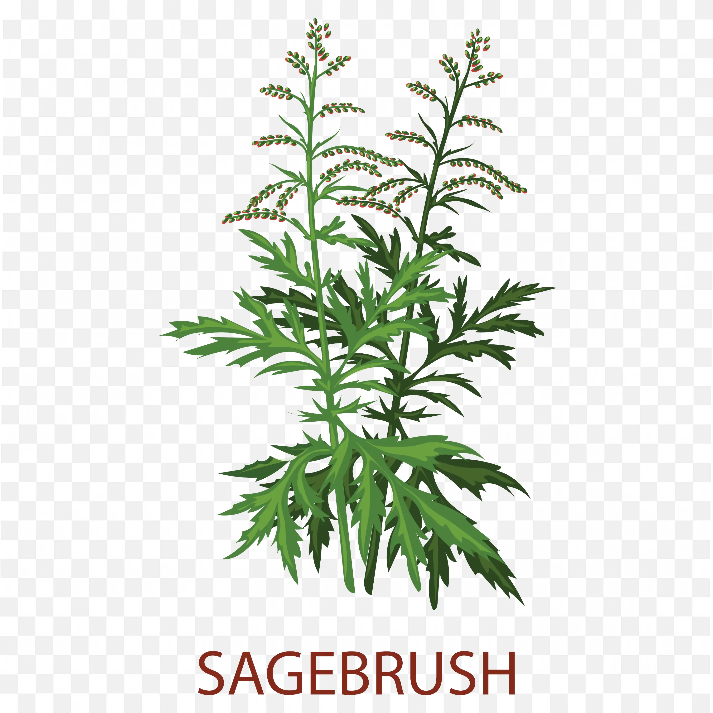 Sagebrush Plant Botanical Illustration Transparent PNG