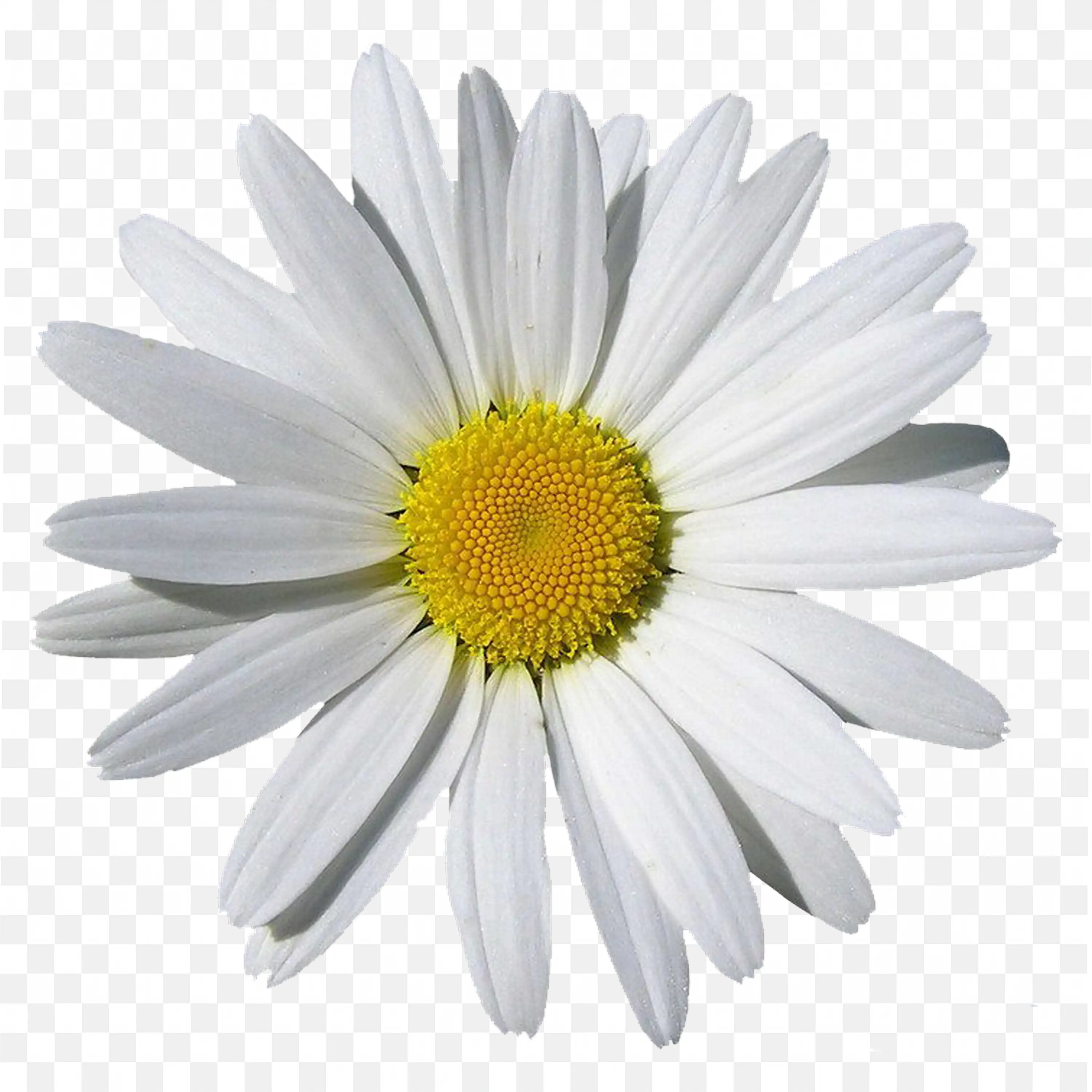 Scattered Daisies PNG Light Petal Falling Flower Clipart