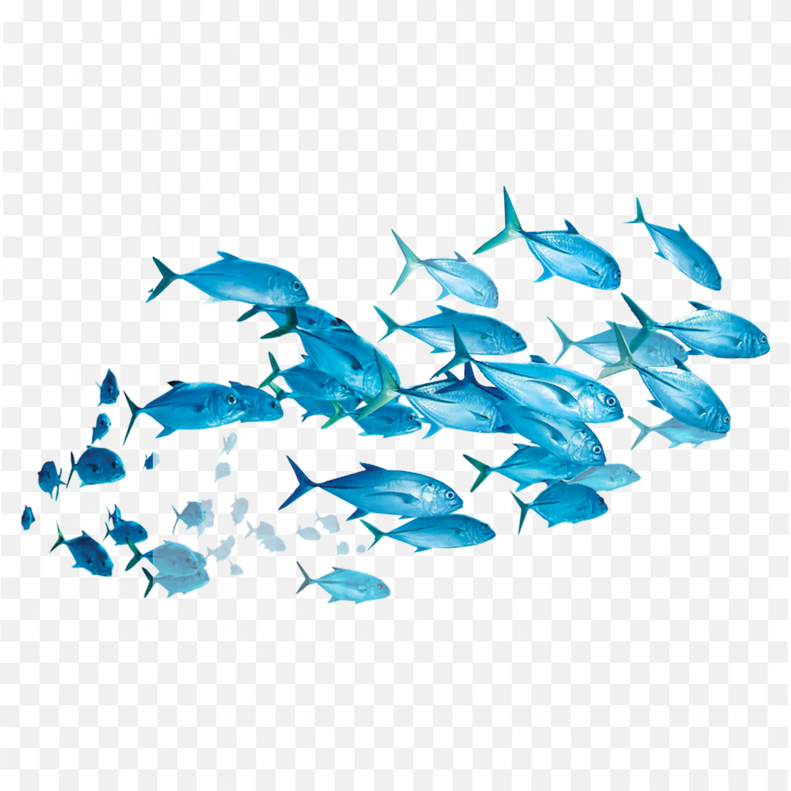 School of Fish PNG Blue Silhouettes Swimming Underwater