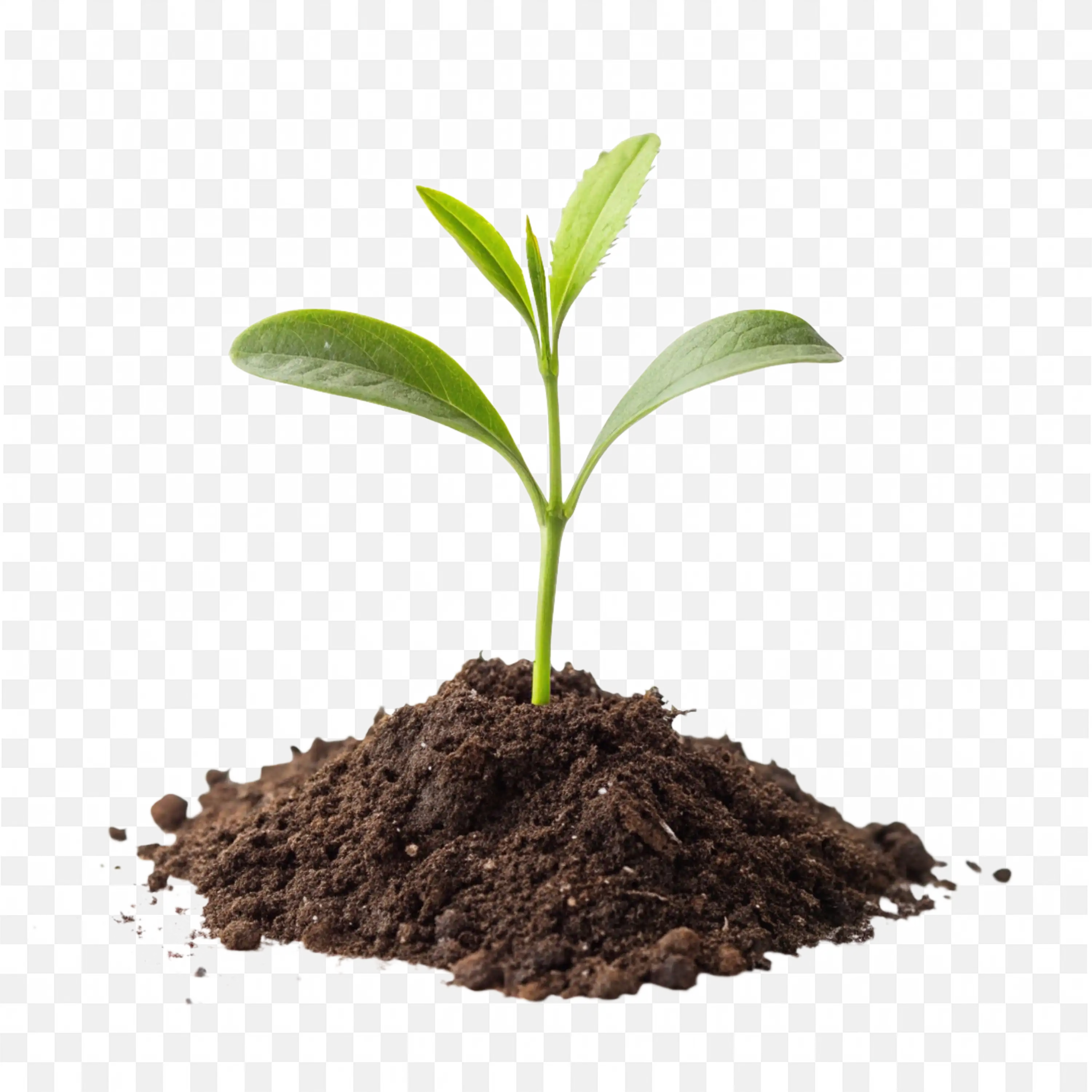 Seedling Plant PNG Young Sprout Growing from Soil