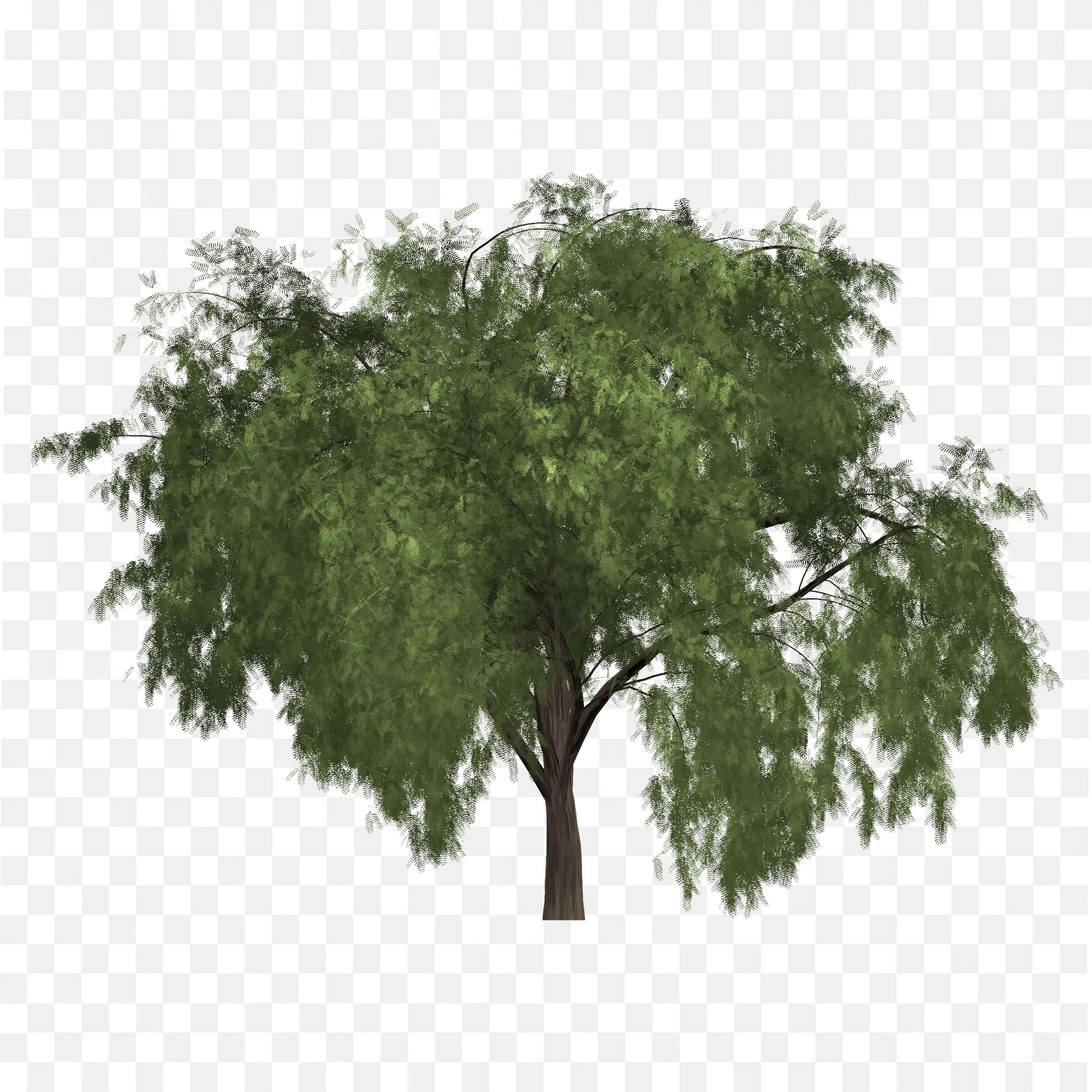 Short Tree with Bushy Leaves Nature Forest PNG Art