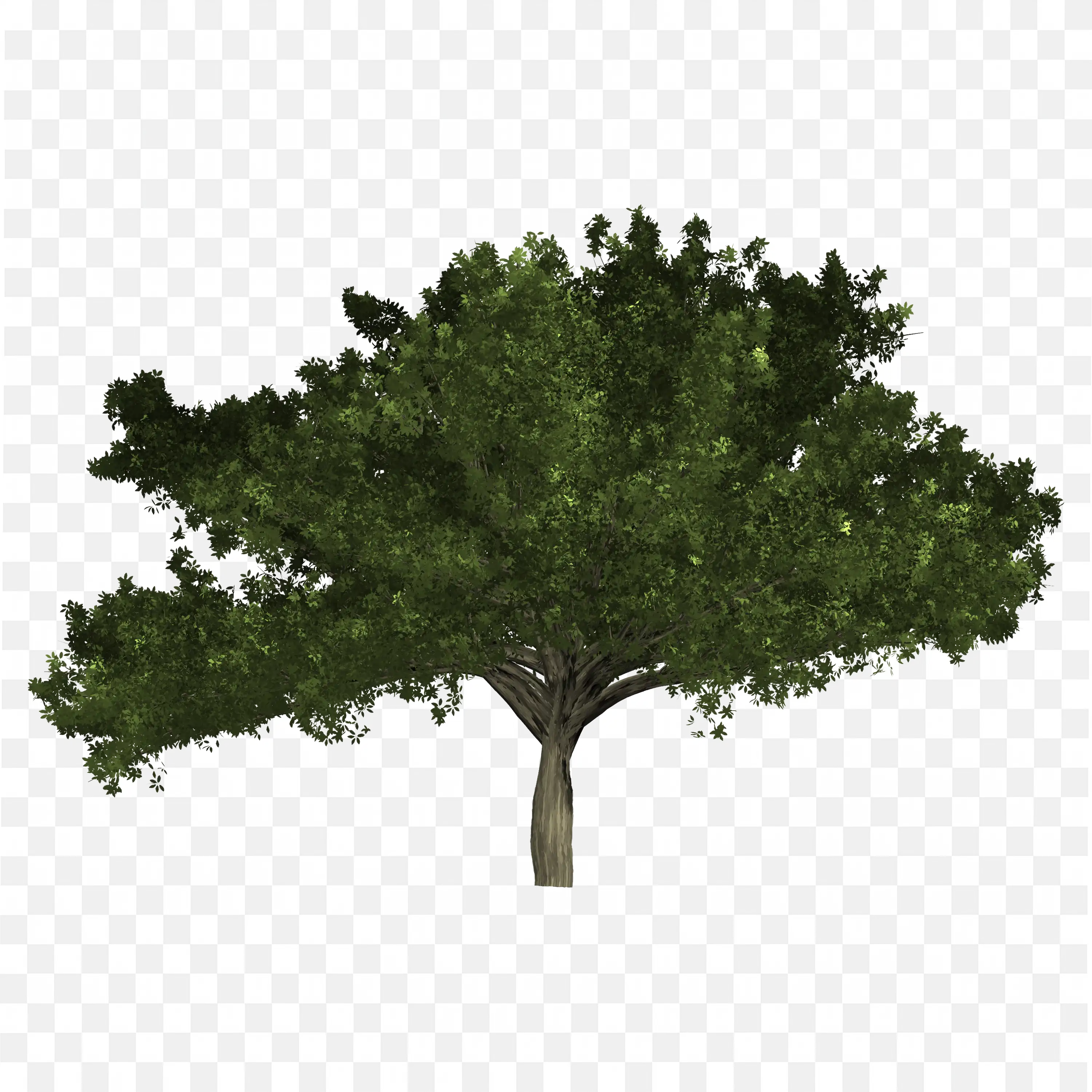 Short Tree with Horizontal Branches Forest PNG Clipart