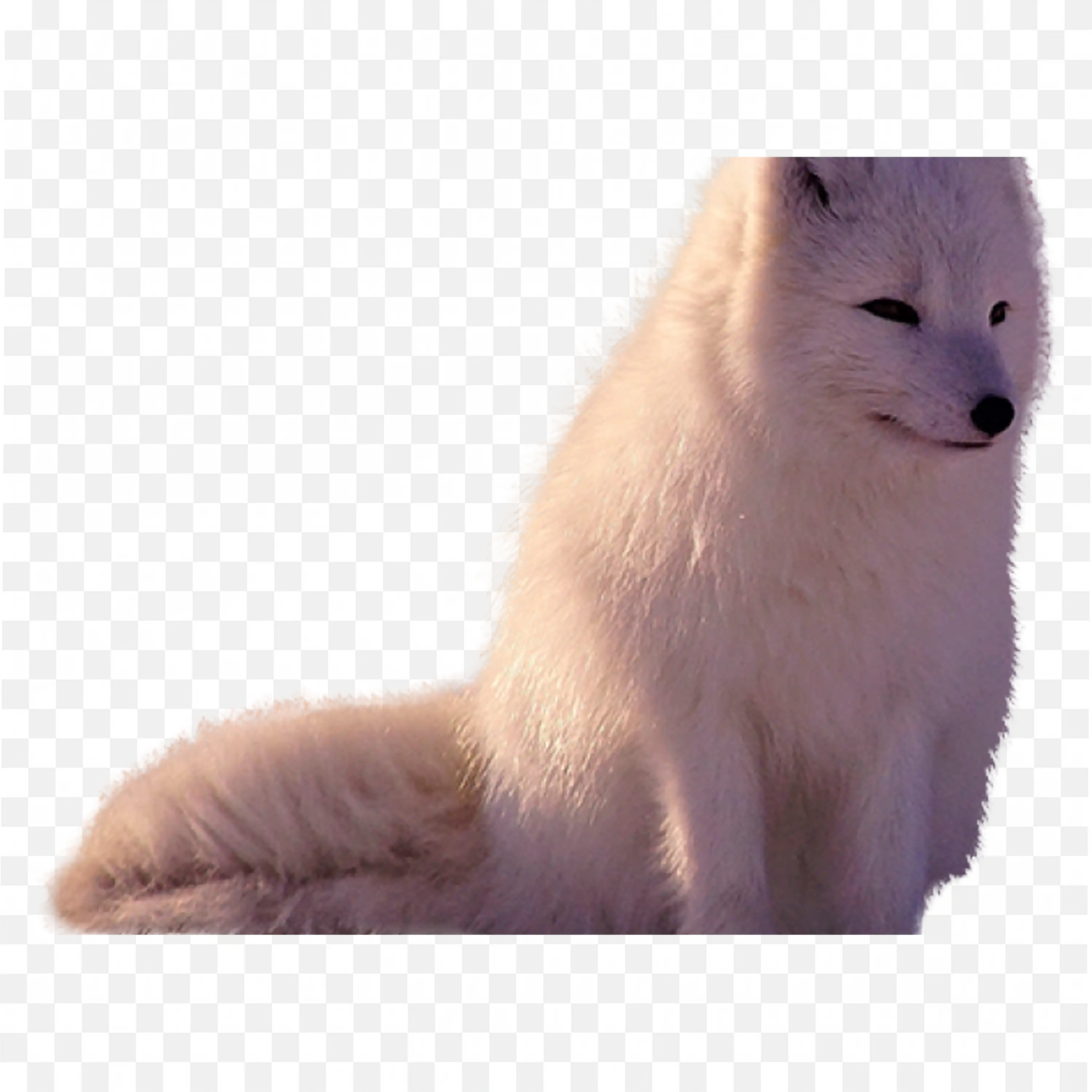 Side View Arctic Fox Clip Art Winter Wildlife Nature Art