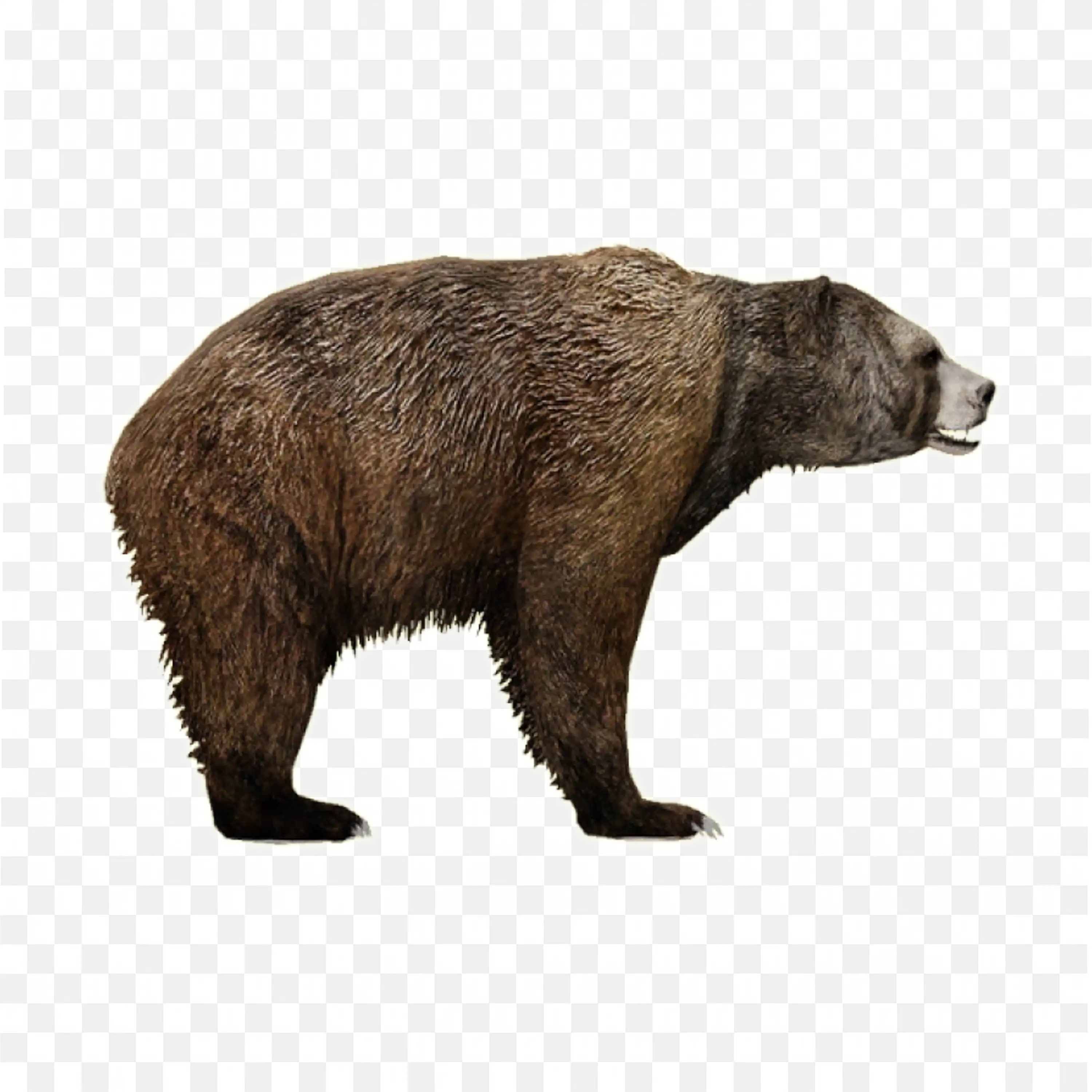 Side View Brown Bear PNG Realistic Forest Animal Artwork