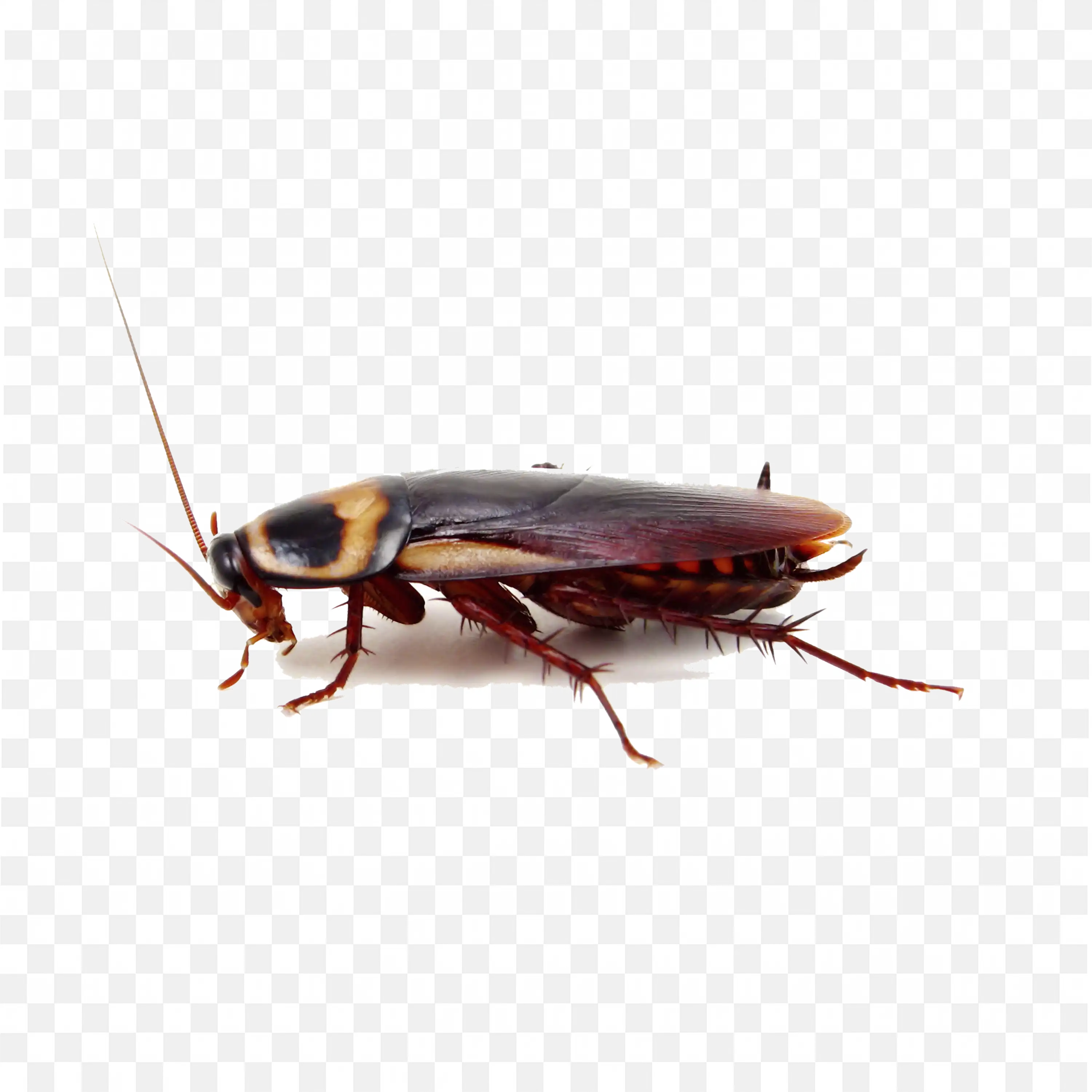 Side View Cockroach Long Antennae Transparent PNG