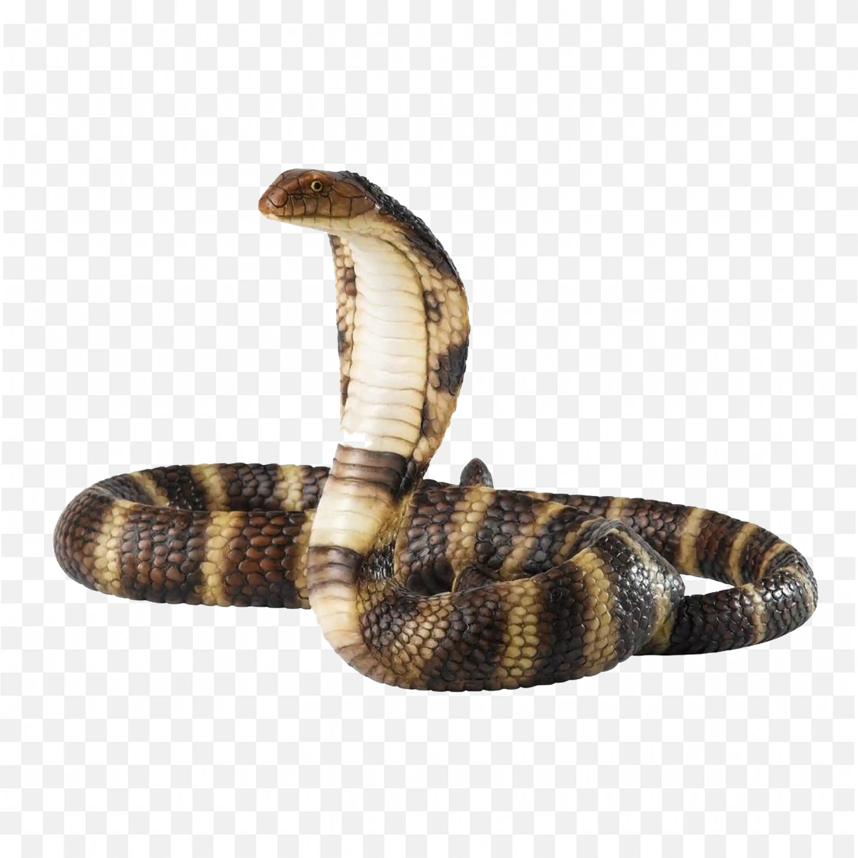 Sidewinder Snake Clip Art Desert Reptile Nature Image