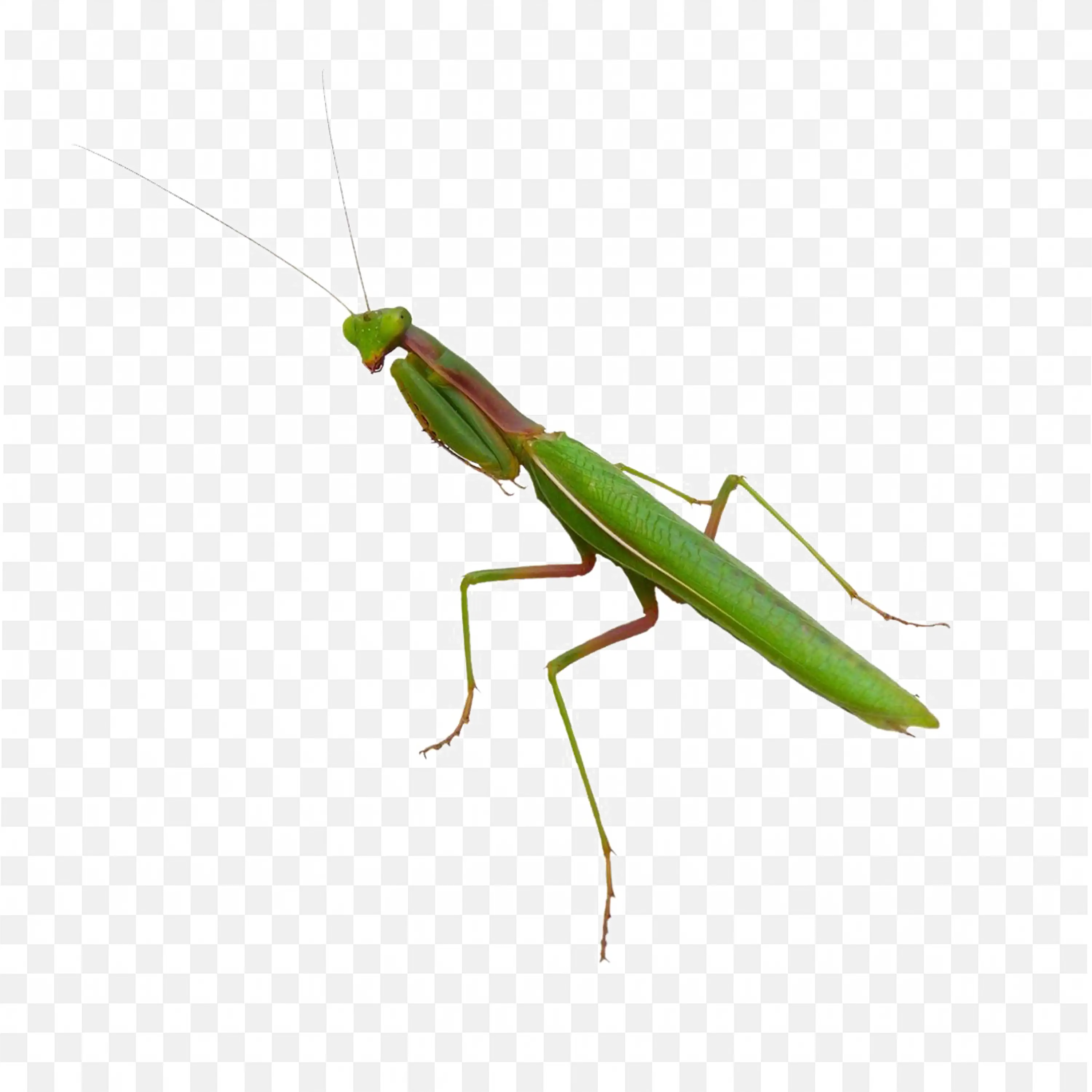 Simple Green Mantis Side Pose PNG Image Download