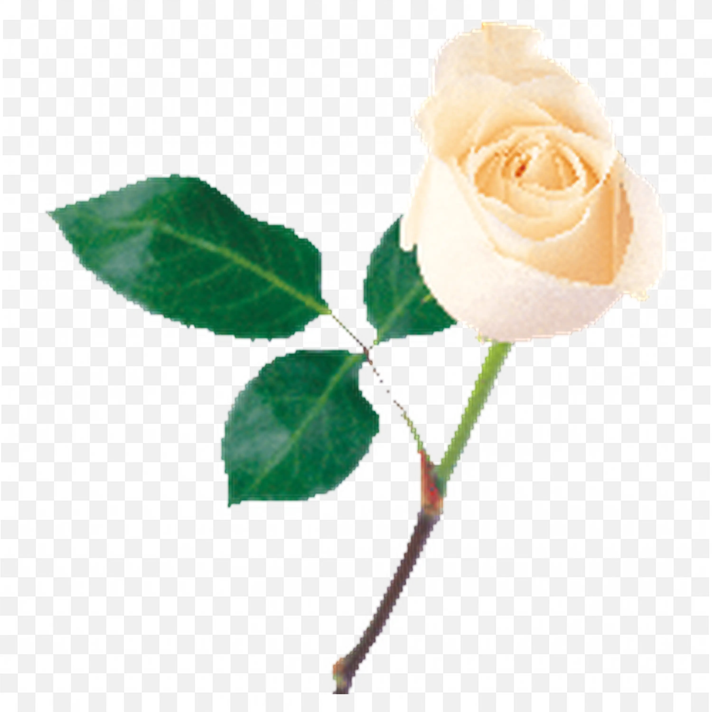 Single Pale Yellow Rosebud with Leaves Nature Clip Art
