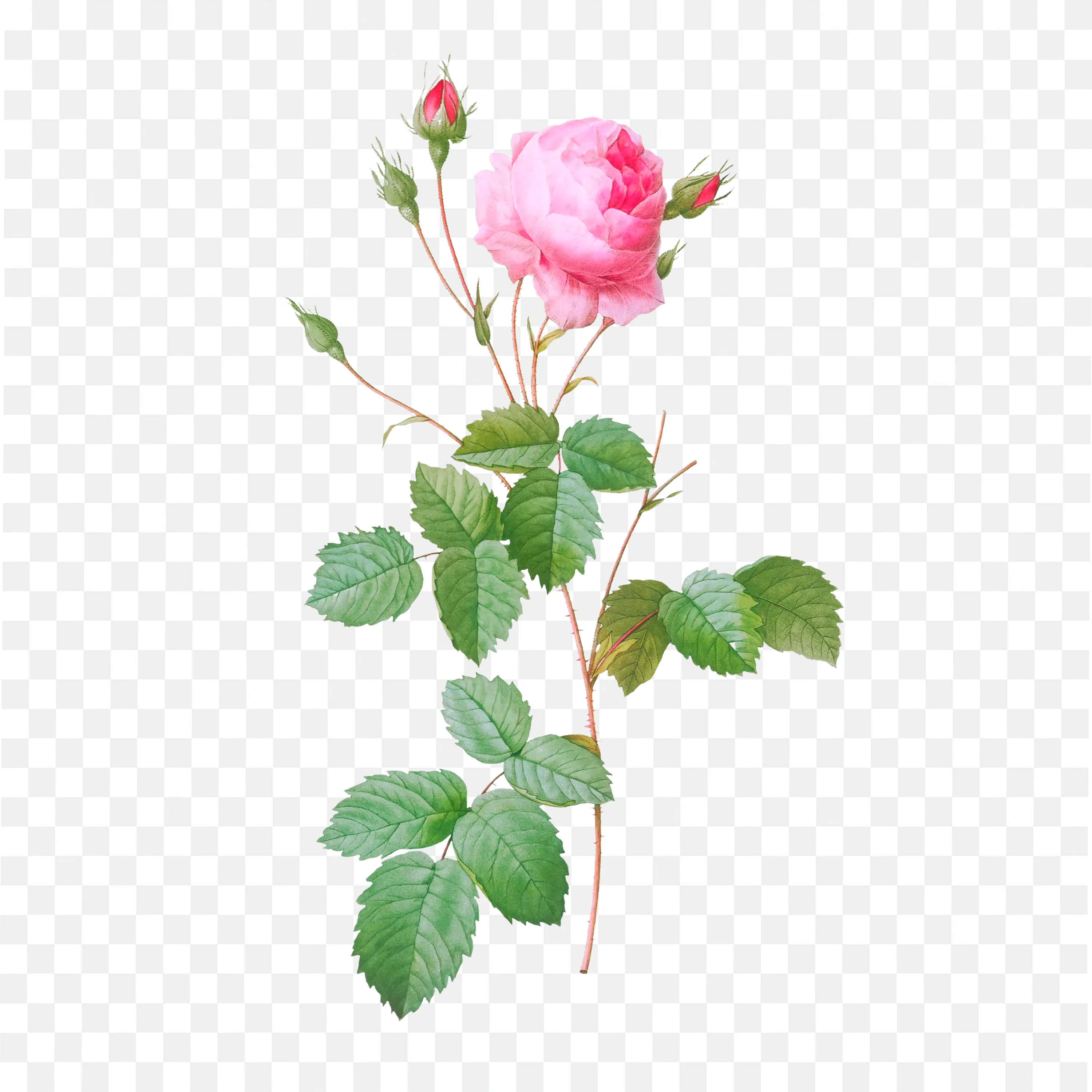 Single Pink Rose with Leaves Romantic Botanical Illustration