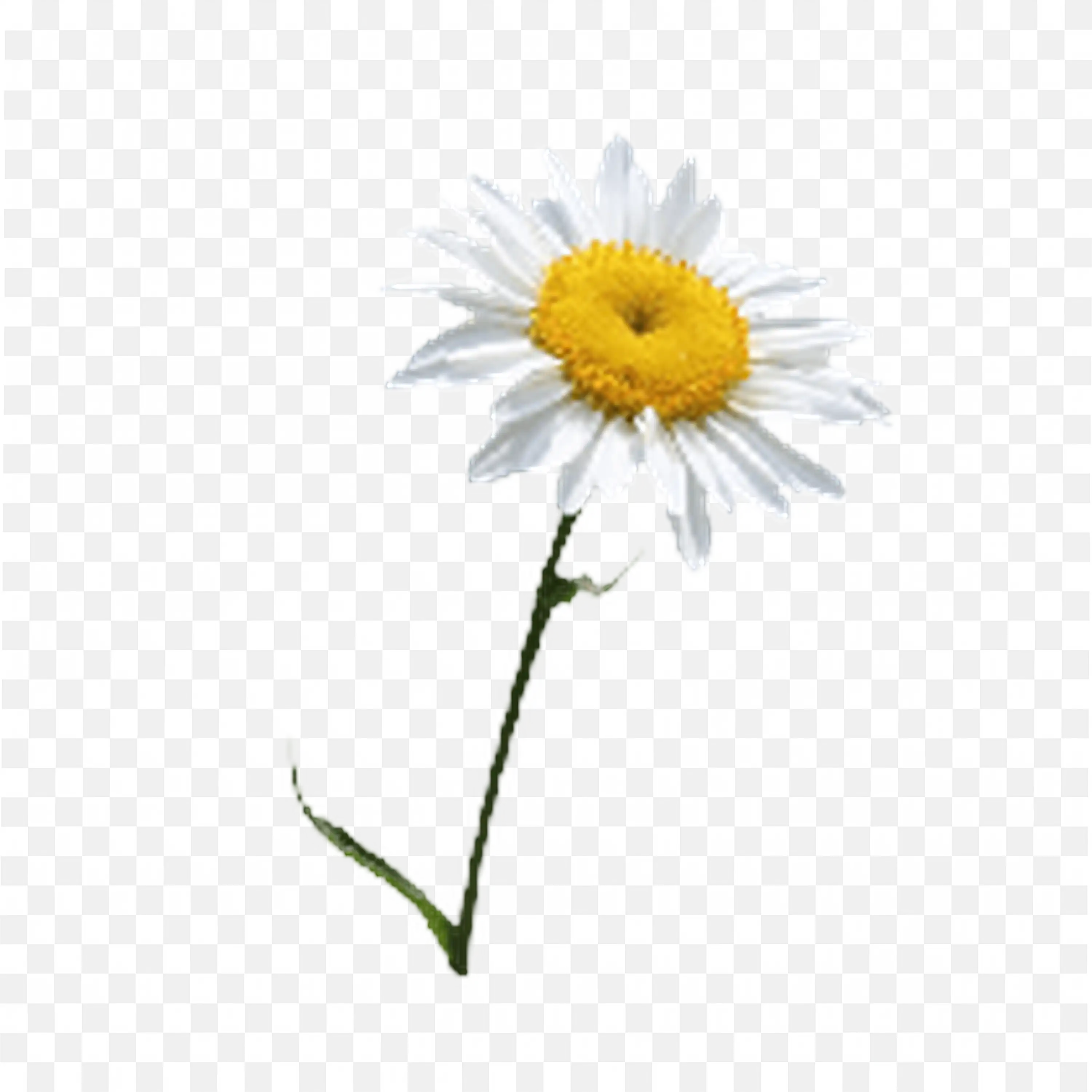 Single White Daisy with Curved Stem Botanical Design