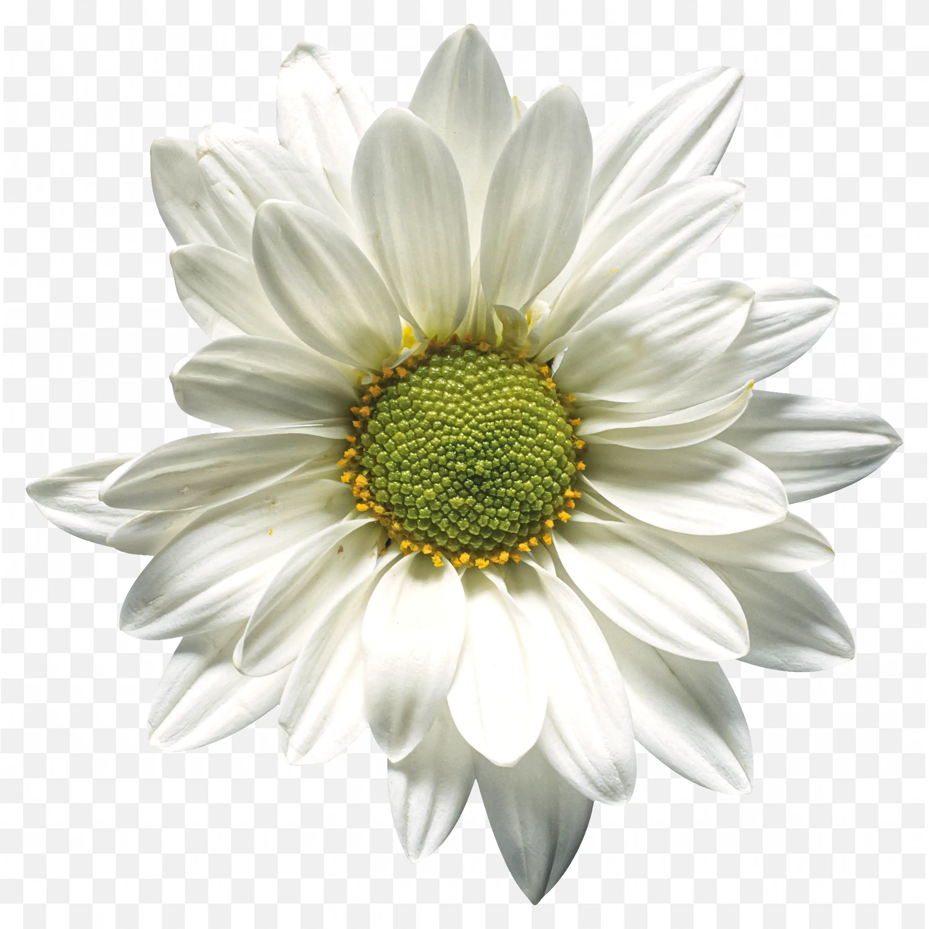 Single white daisy flower with green center isolated