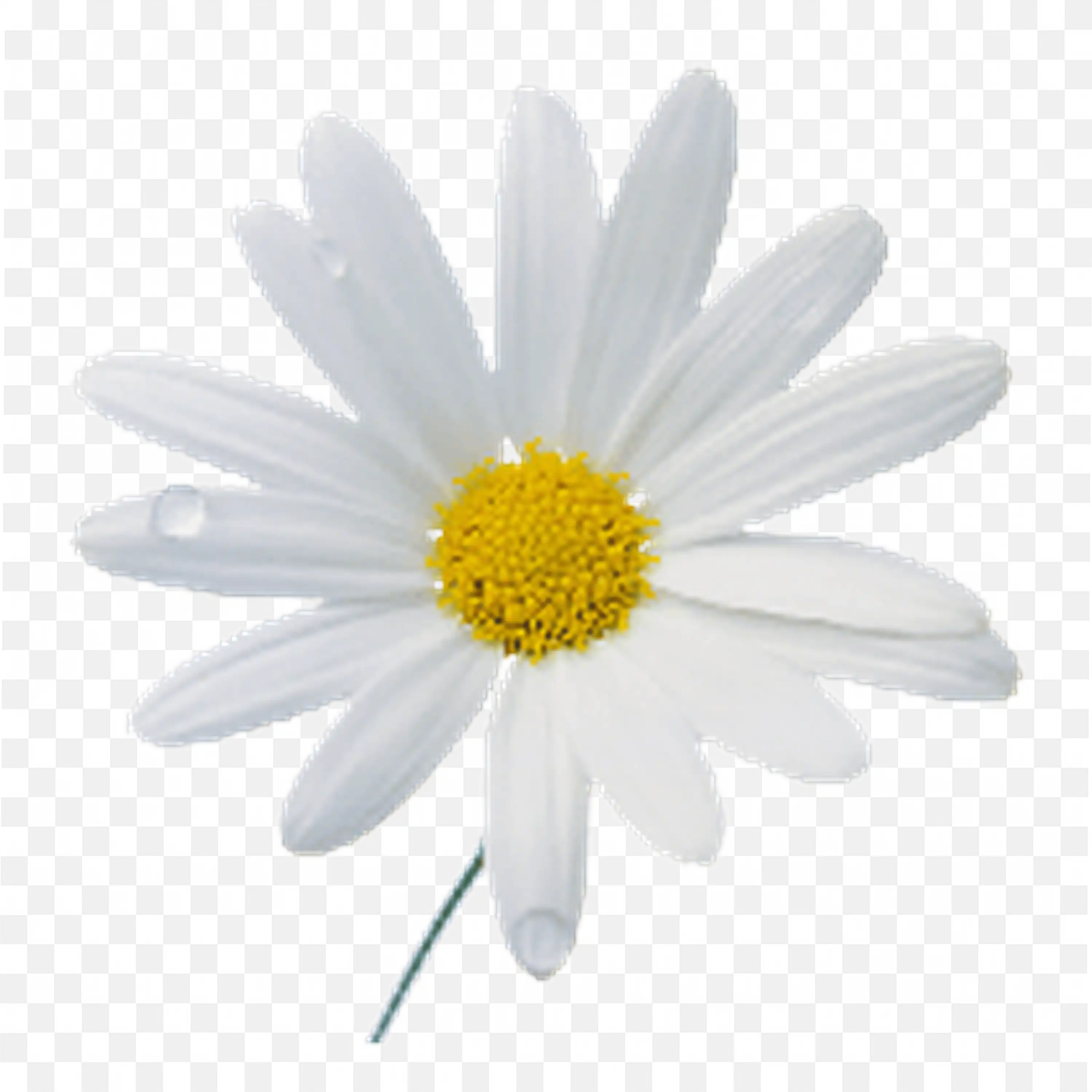 Single White Daisy with Yellow Center Botanical Clipart