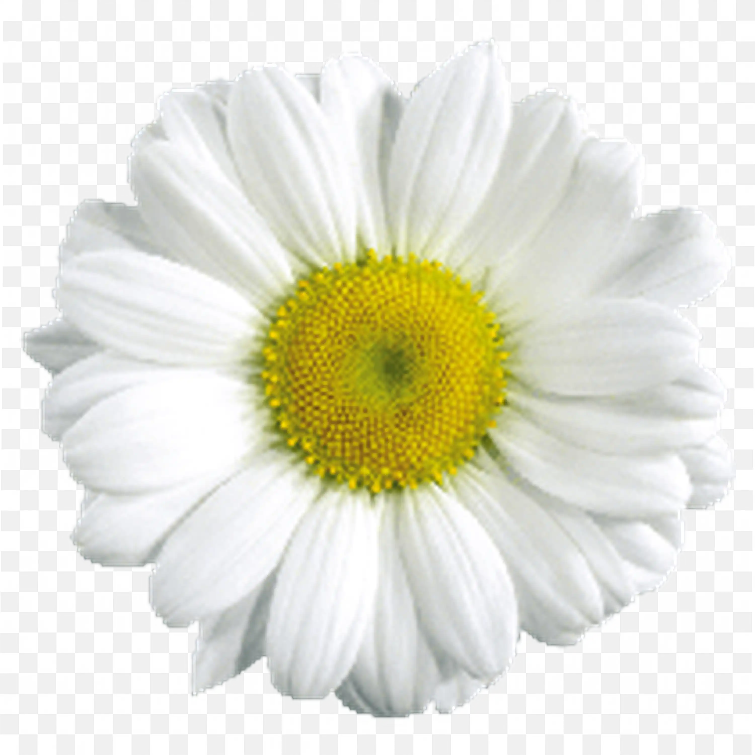 Single White Daisy with Yellow Center Botanical Design