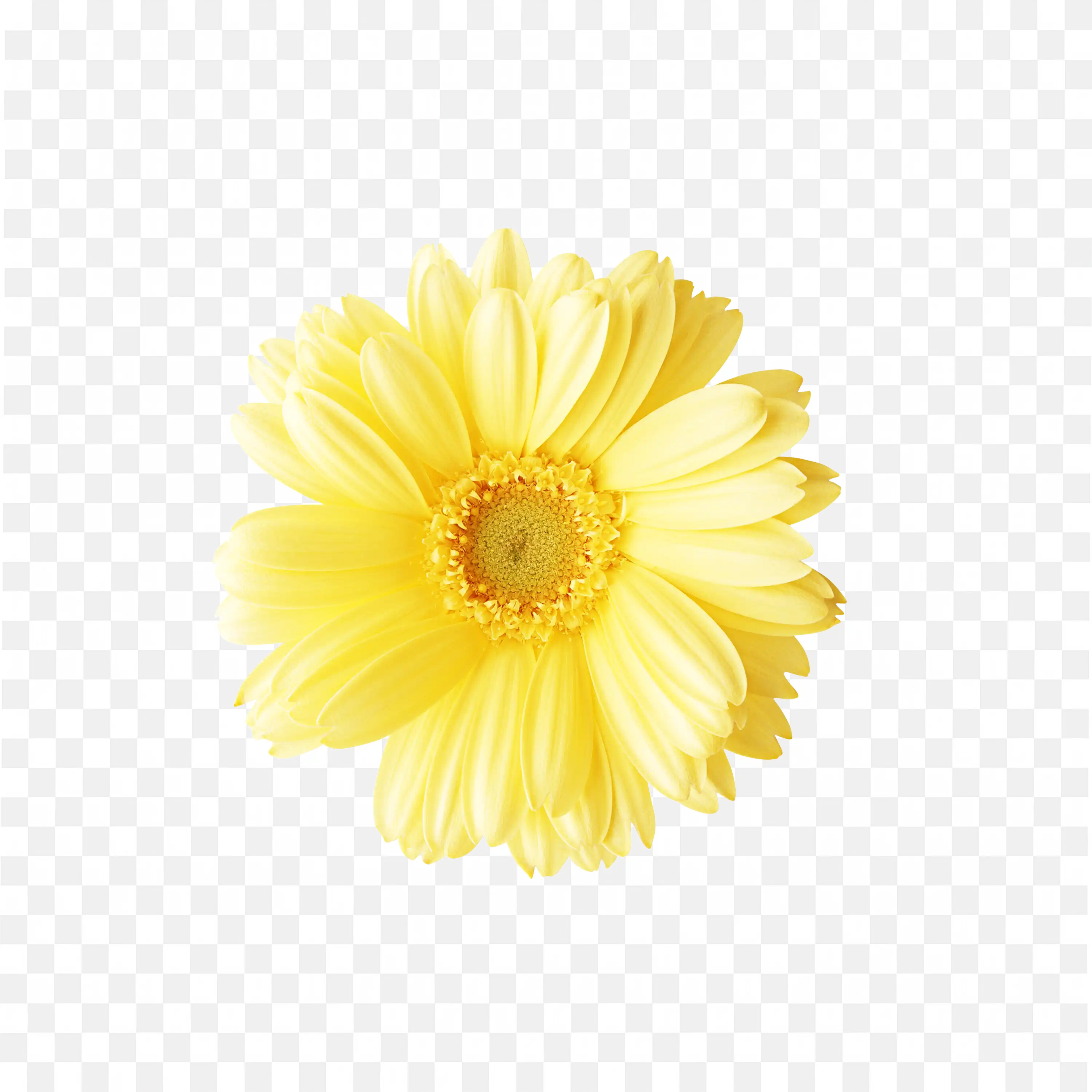 Single Yellow Flower Blooming Nature Petal PNG Clipart