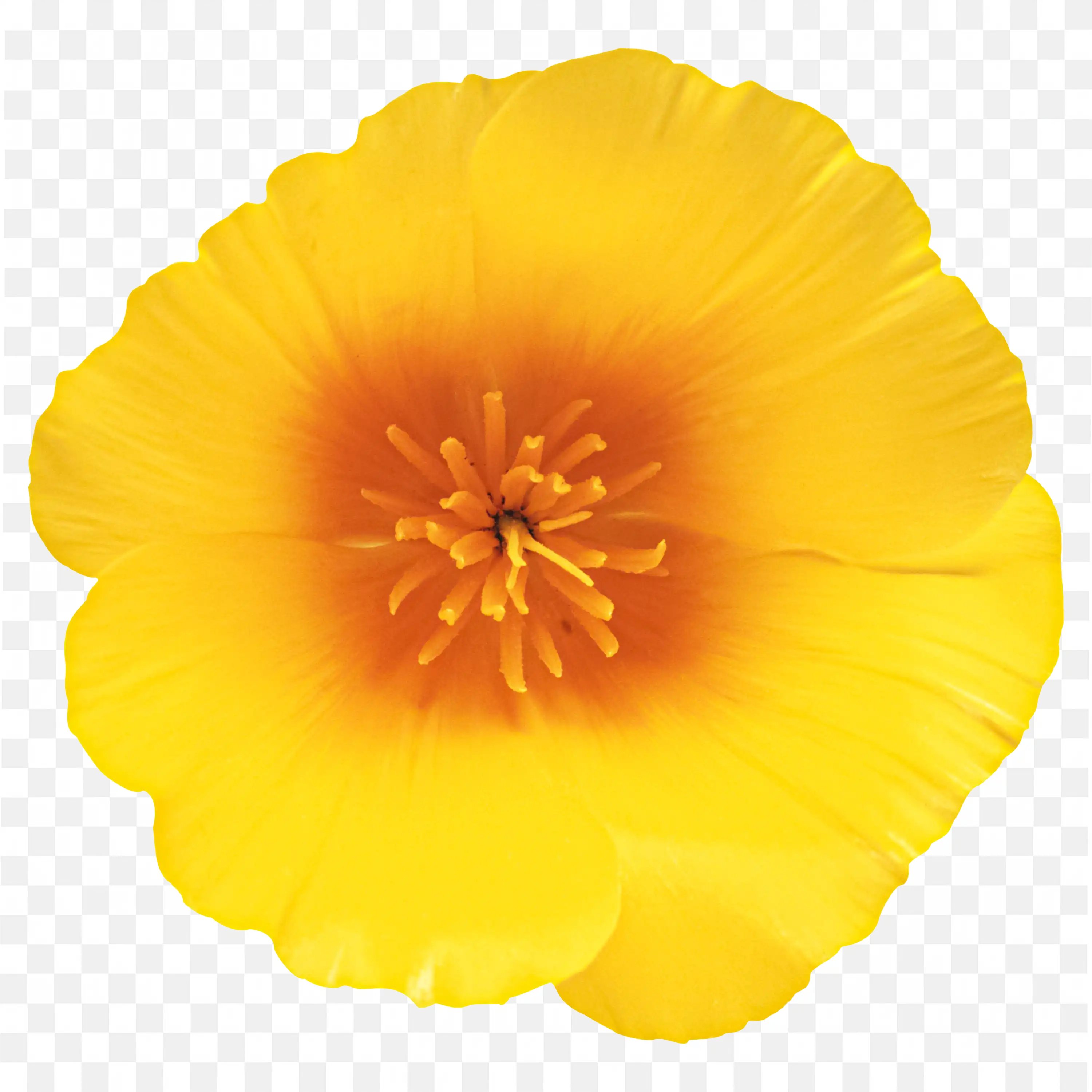 Single Yellow Hibiscus Flower PNG Illustration Art Download