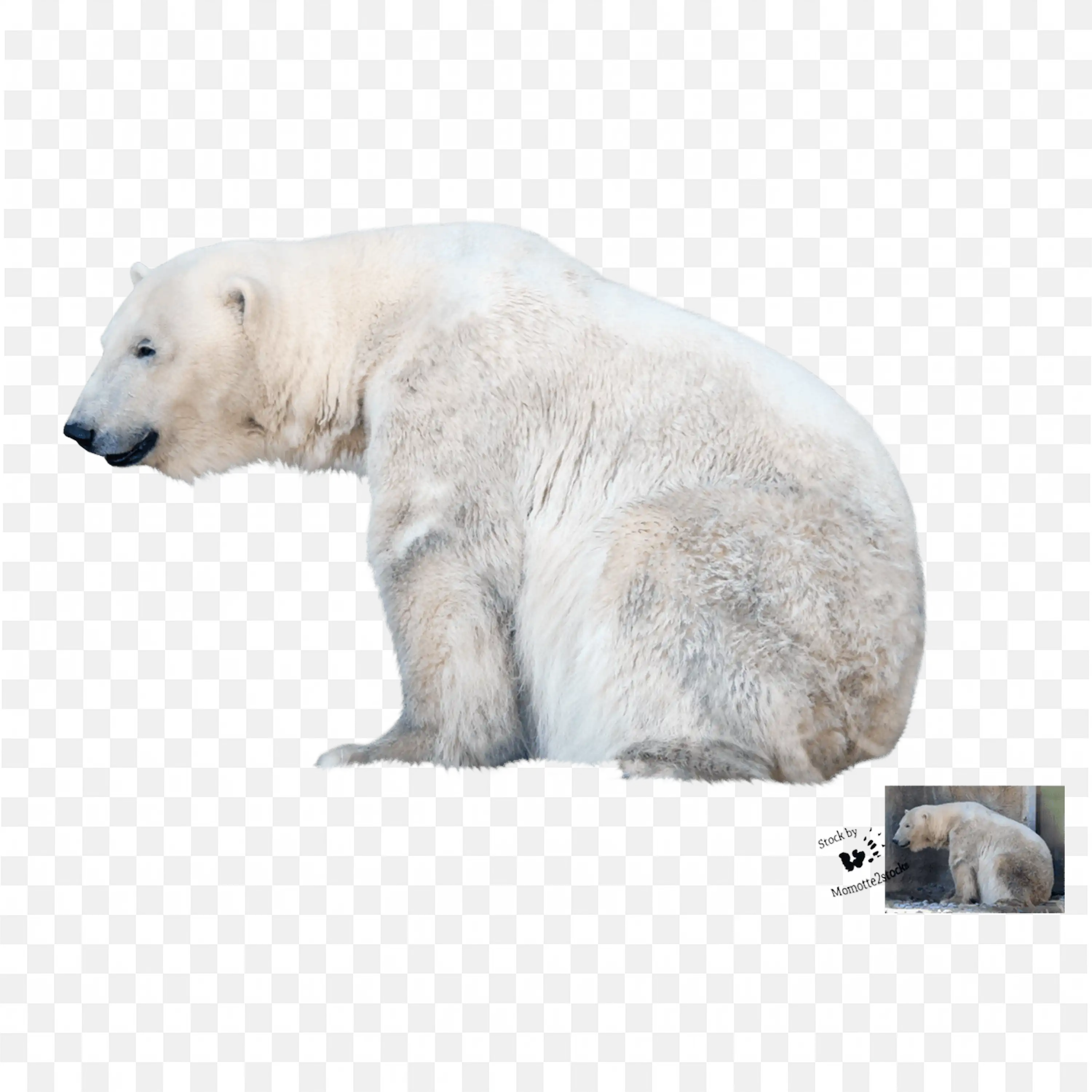 Sitting Polar Bear Illustration Looking Left Wildlife Art