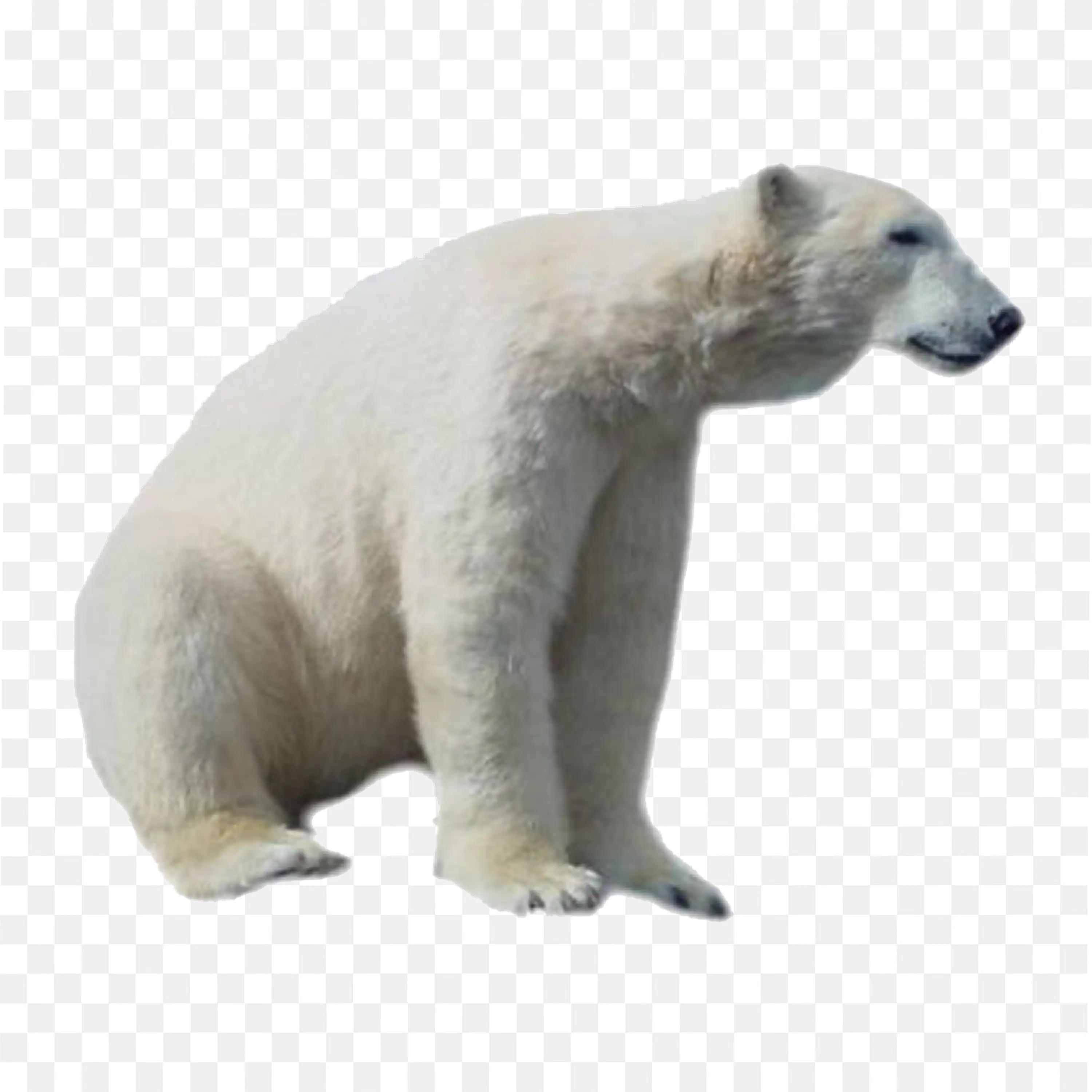 Sitting Polar Bear PNG Realistic Arctic Wildlife Animal