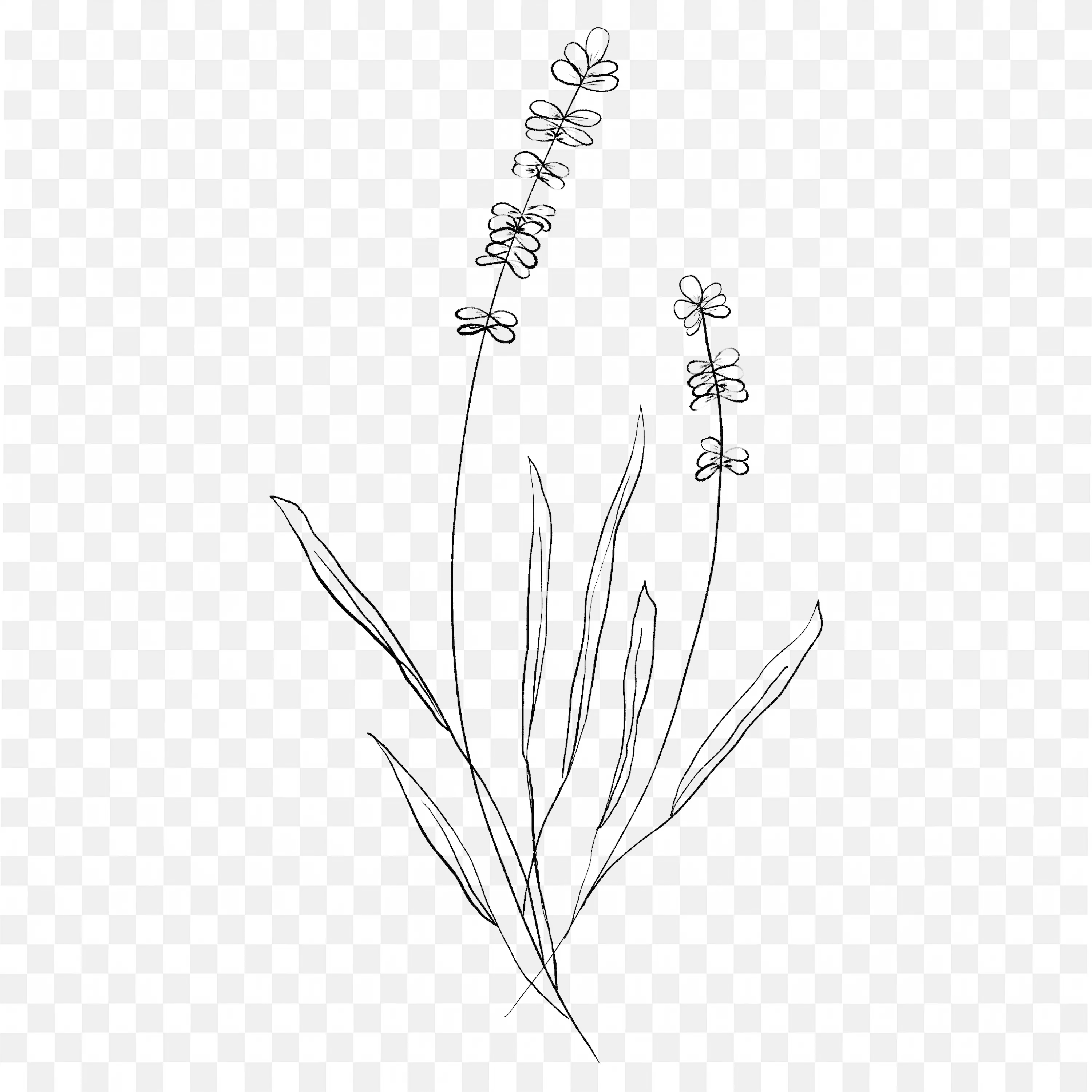 Sketch of Lavender Flowers Botanical Line Drawing Design