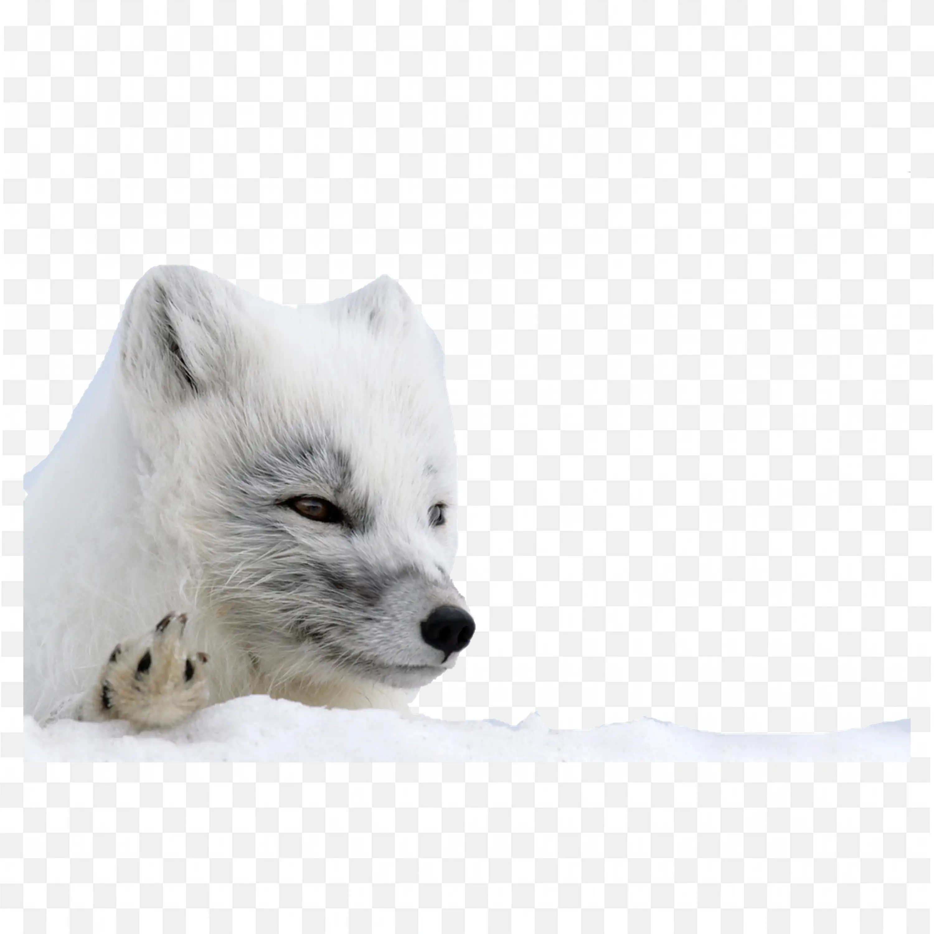 Sleeping Baby Fox Clip Art Arctic Nature Wildlife Drawing