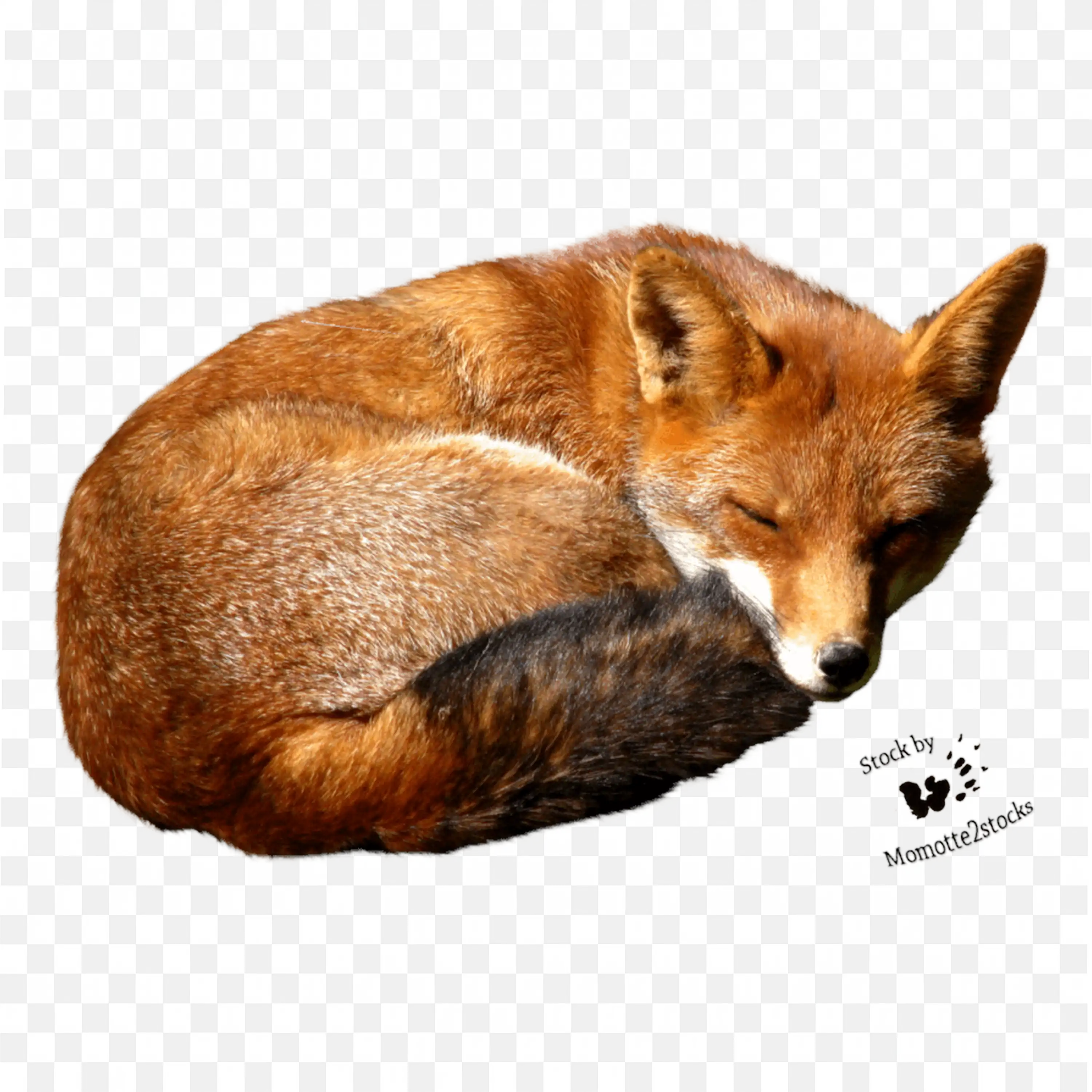 Sleeping Red Fox Clip Art Cozy Animal Nature Woodland Art