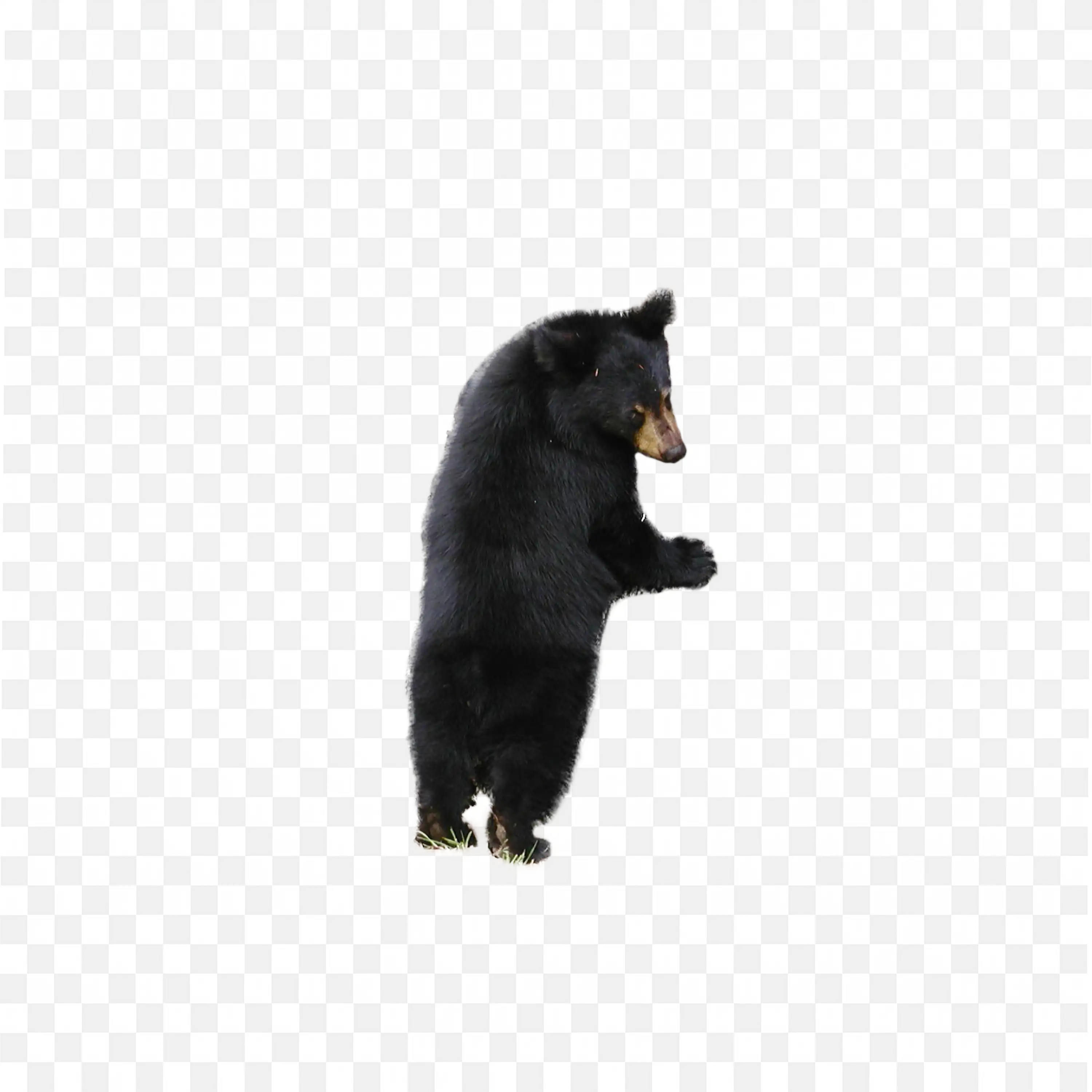 Small Bear Cub PNG Standing Side View Wildlife Art