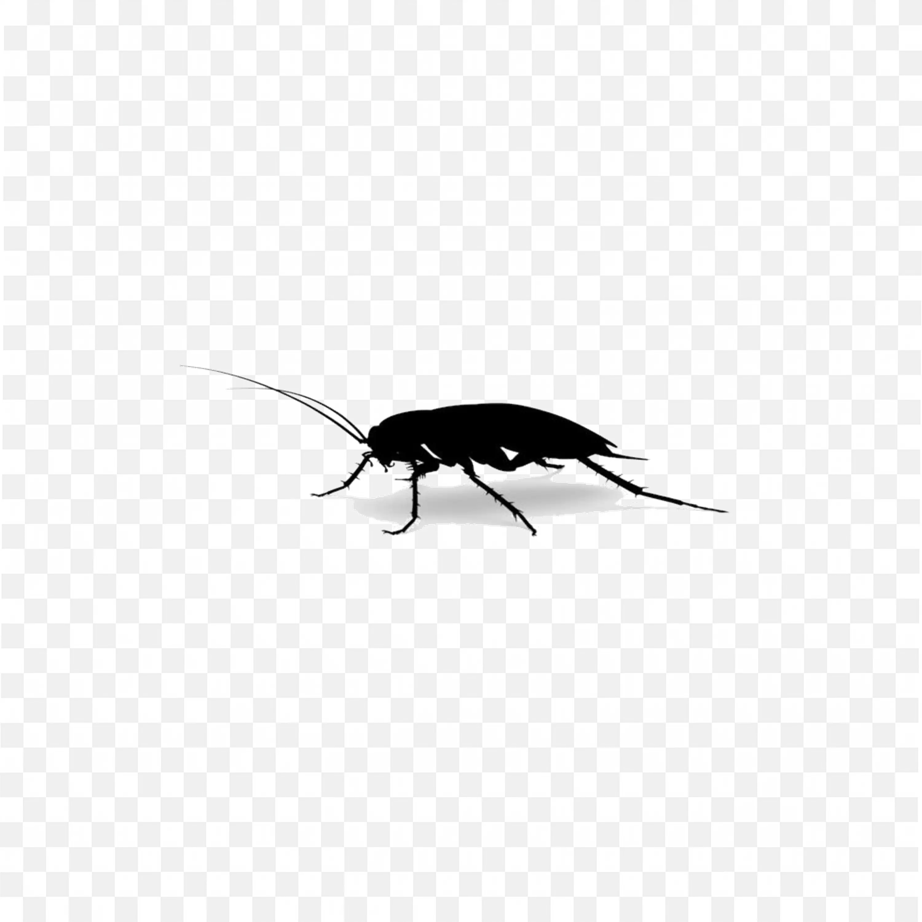 Small Black Insect Crawling Side View Transparent PNG