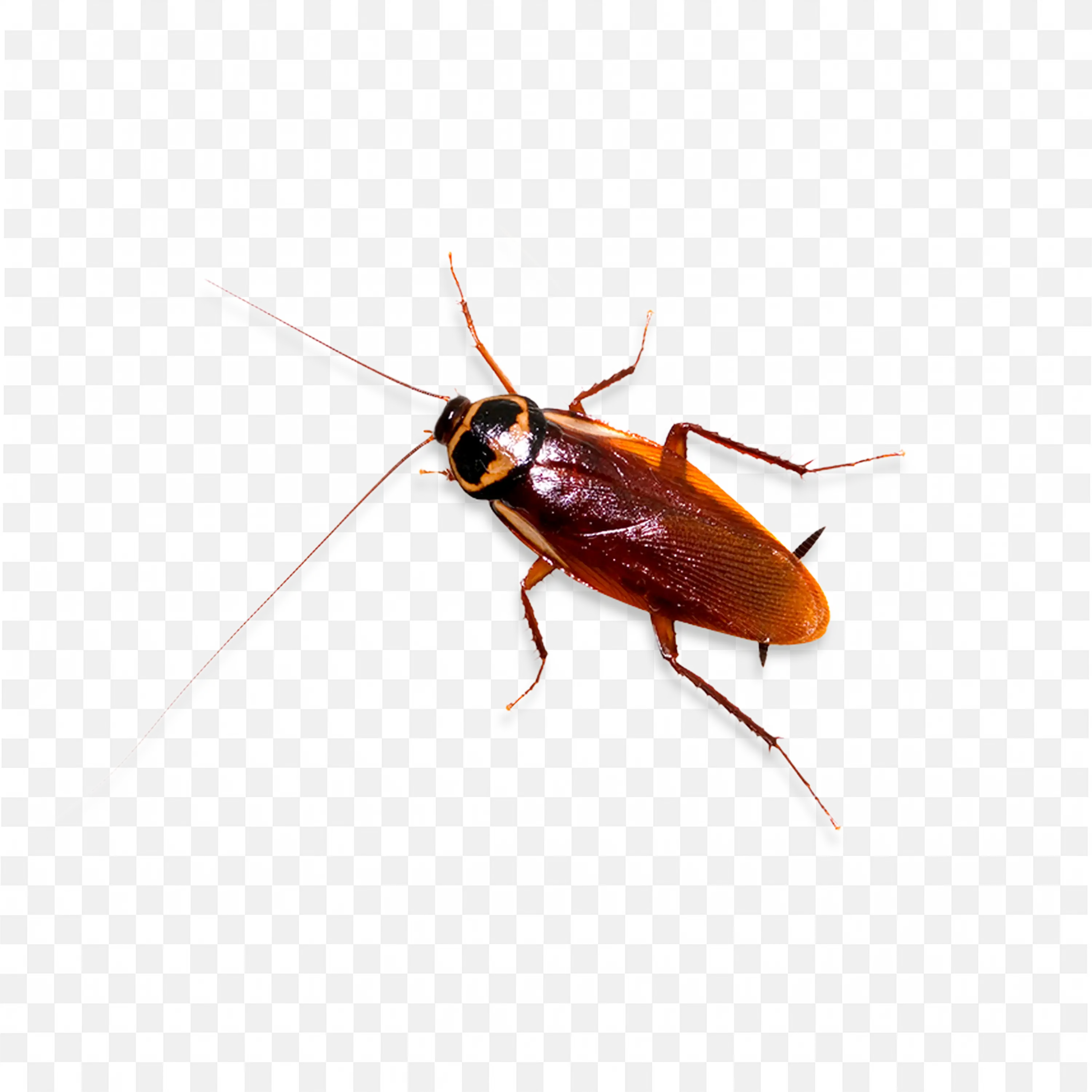 Small Brown Roach Crawling Fast Transparent Insect PNG