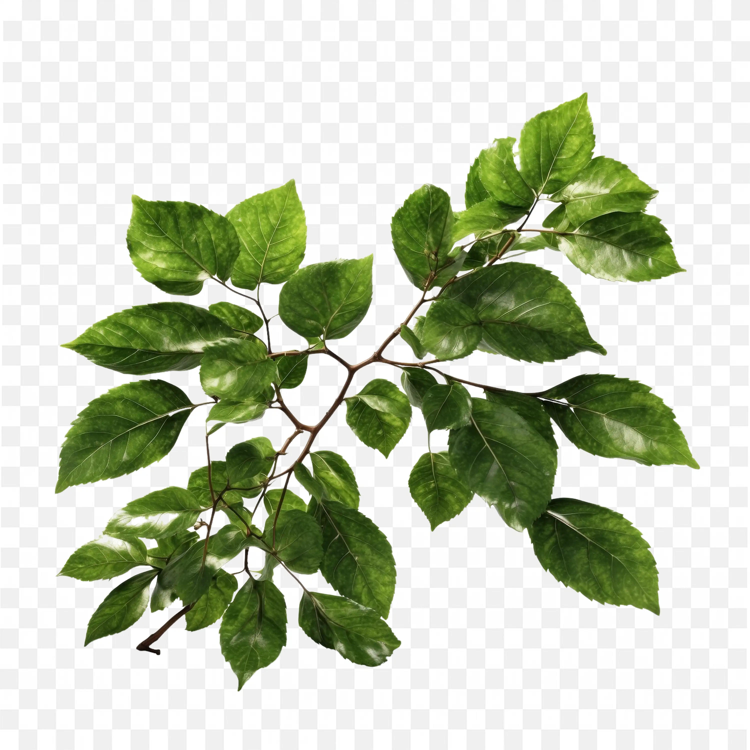 Small Leafy Branch Green Foliage Botanical PNG Art